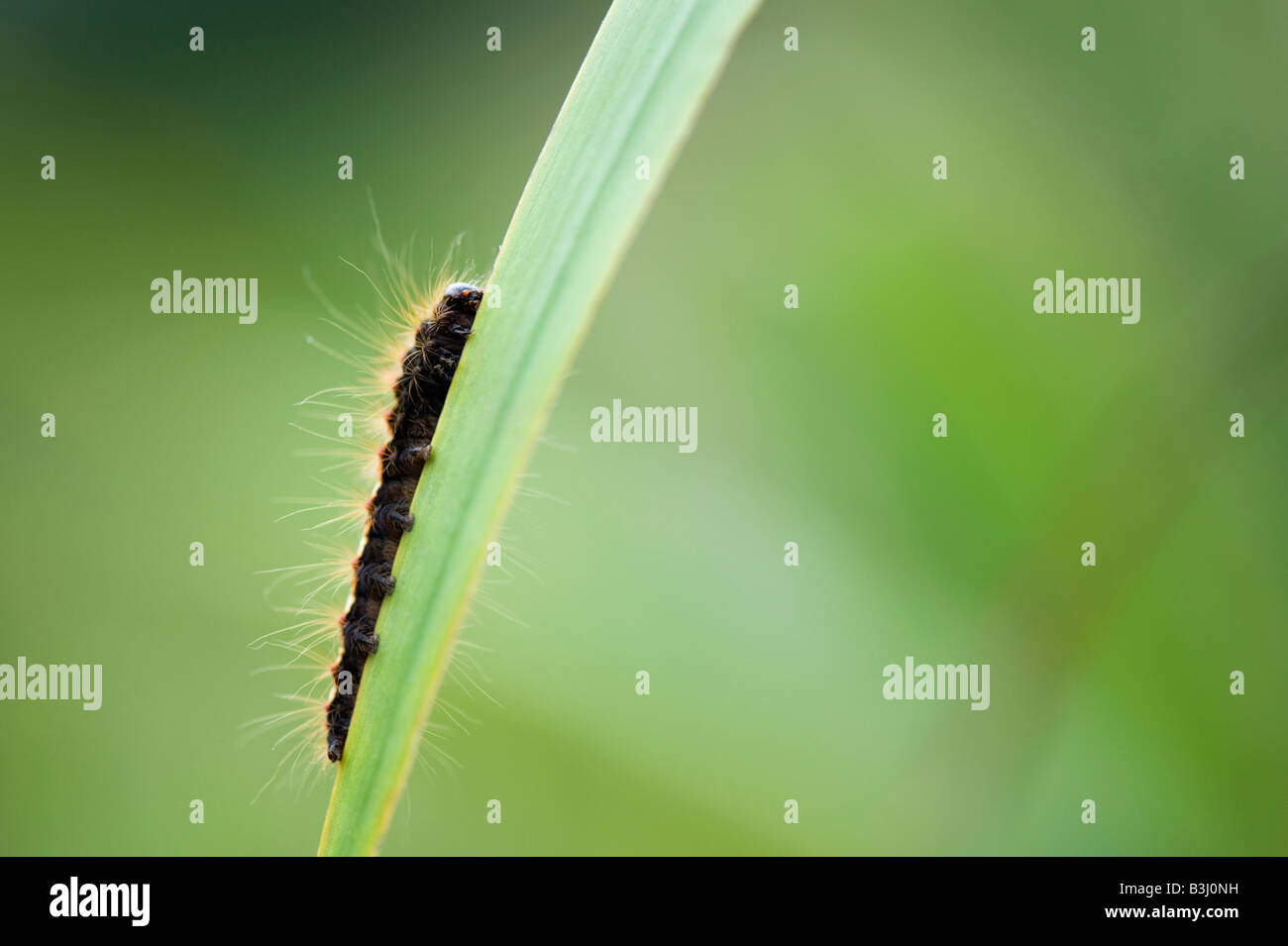 Acronicta rumicis. Nodo erba moth caterpillar Foto Stock
