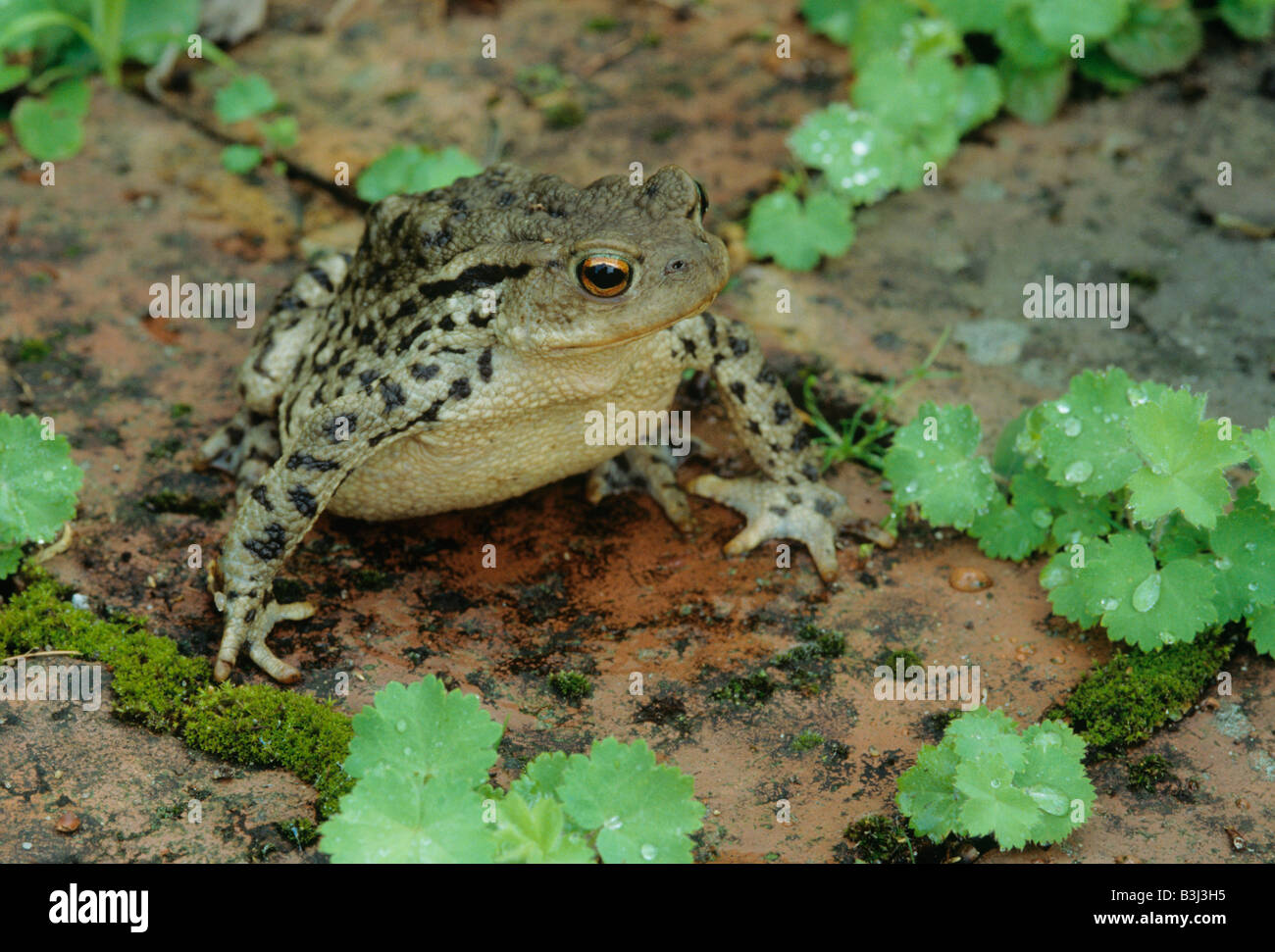 Toad Bufo bufo e signora mantello Alchemilla mollis piantine in giardino Foto Stock