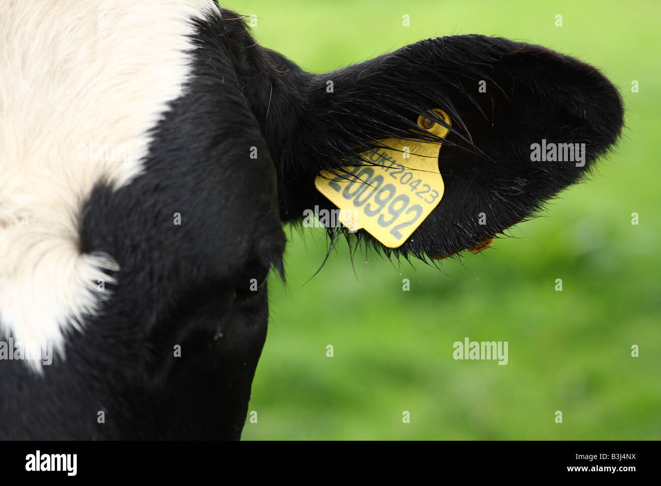 Un contrassegno di identificazione su una mucca in una fattoria NEL REGNO UNITO. Foto Stock
