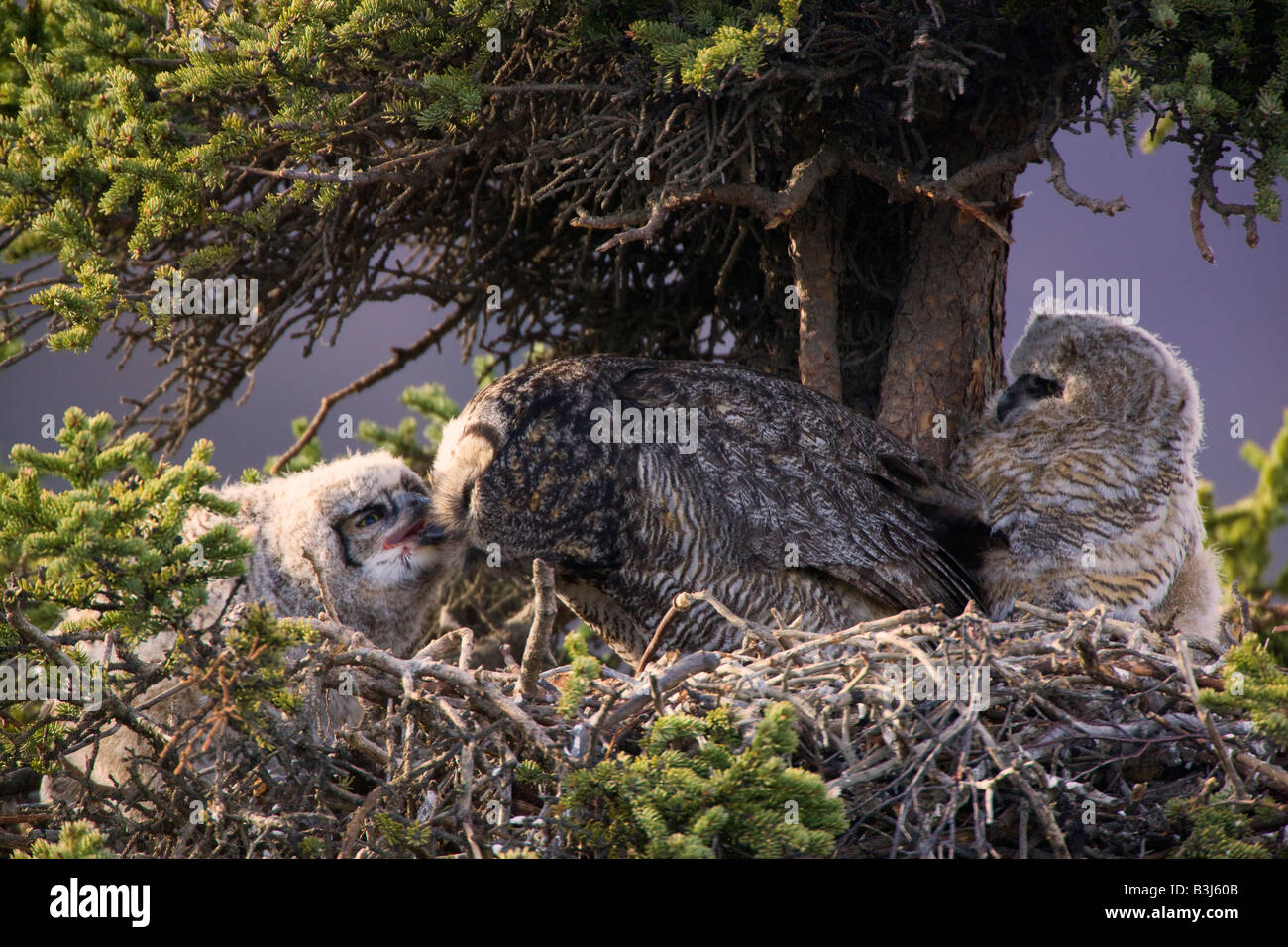 Grande Gufo cornuto nest Parco Nazionale di Denali Alaska Foto Stock