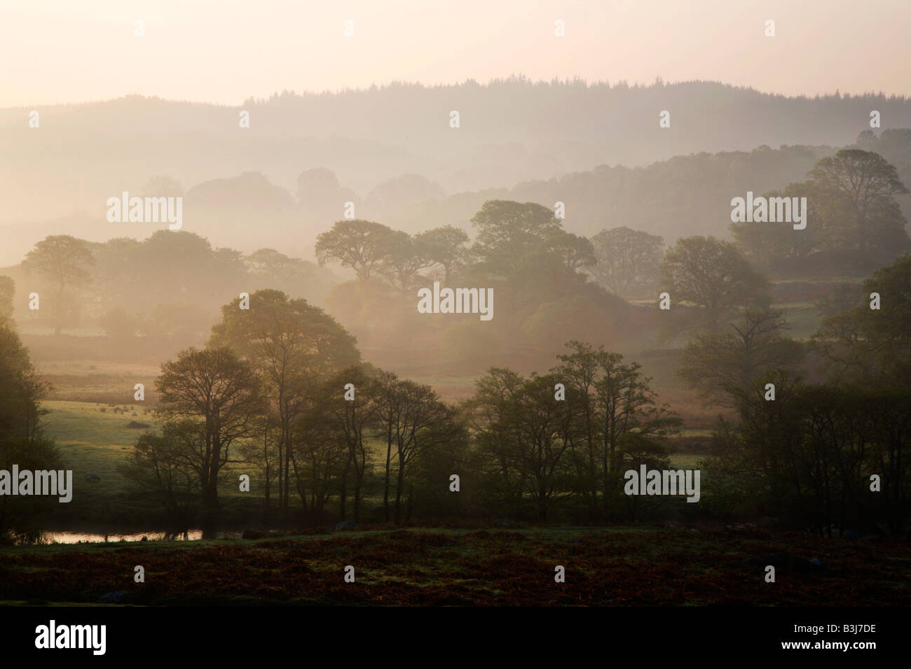 Nebbia di mattina e alberi Vicino a Capel Curig Snowdonia nel Galles Foto Stock