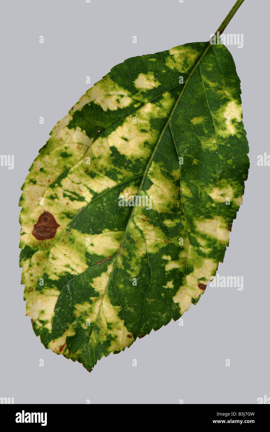 Foglia di Apple che mostra il giallo chiazze sintomi di apple mosaic virus AMV Foto Stock