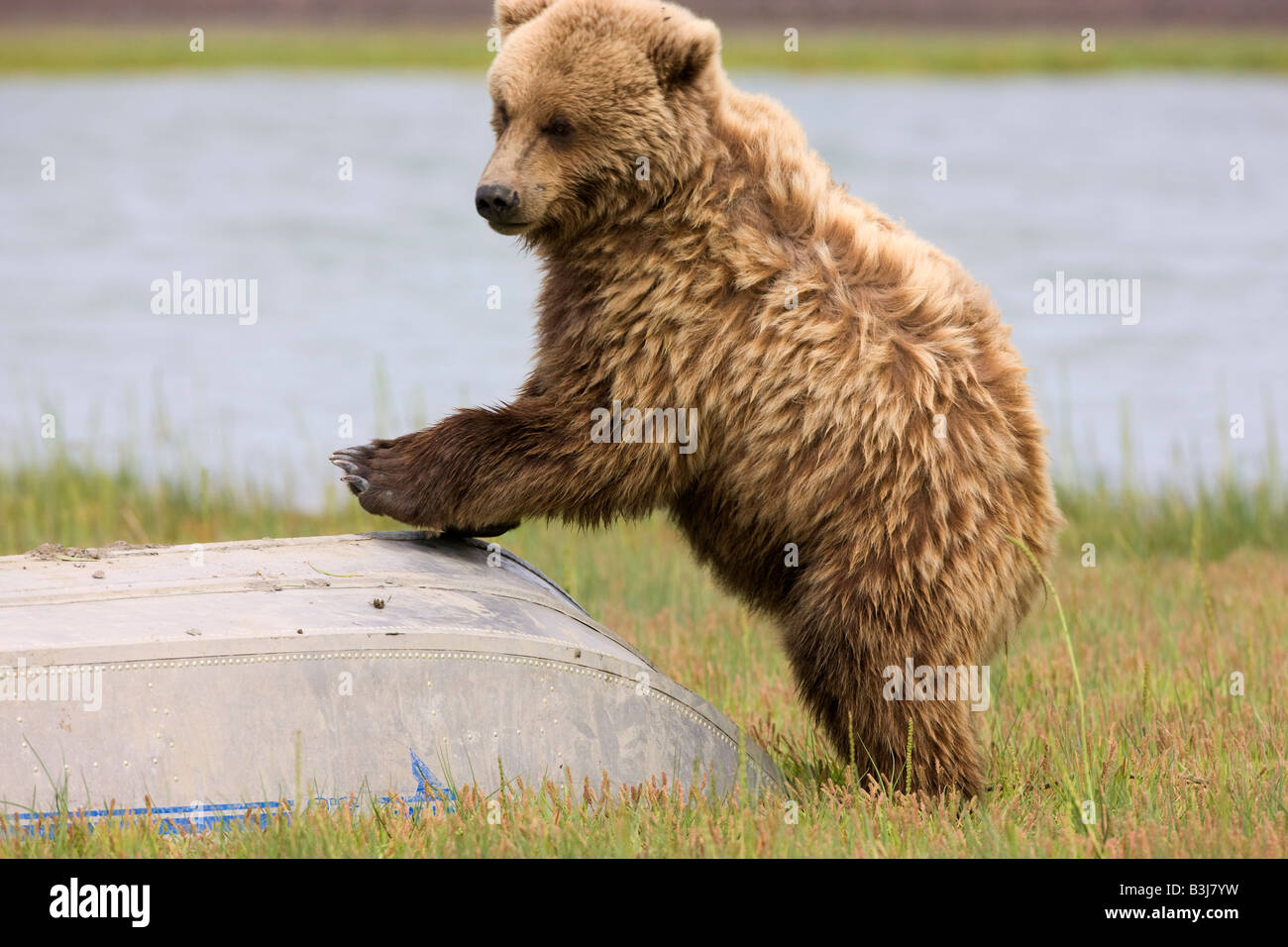 Un marrone o Orso grizzly giocando con una barca, il Parco Nazionale del Lago Clark Alaska Foto Stock