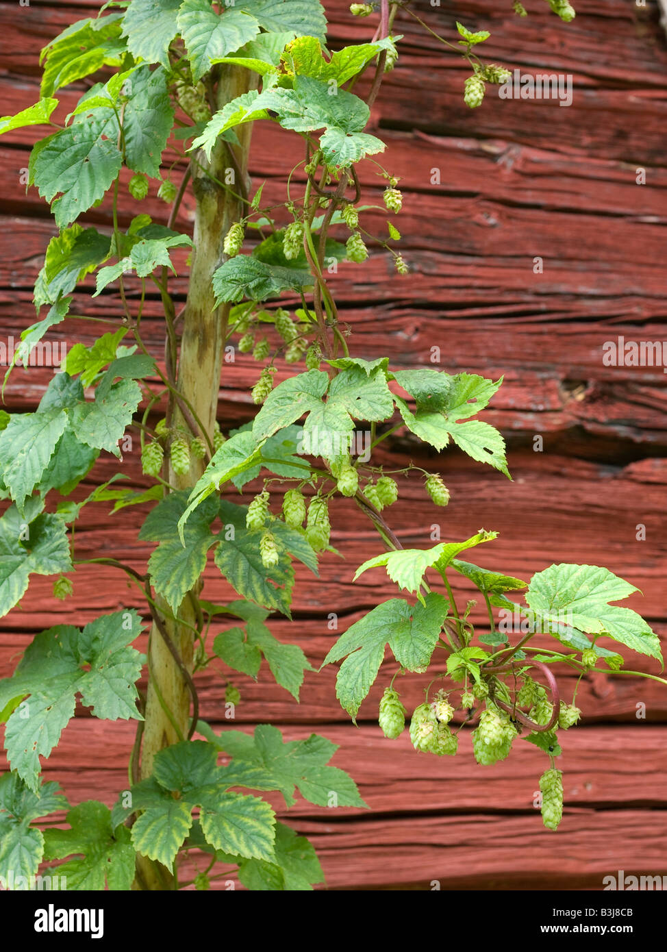 Luppolo Humulus lupulus con fiore di coni di luppolo rampicante dalla famiglia Cannabaceae con un blocco rosso baita in background Foto Stock