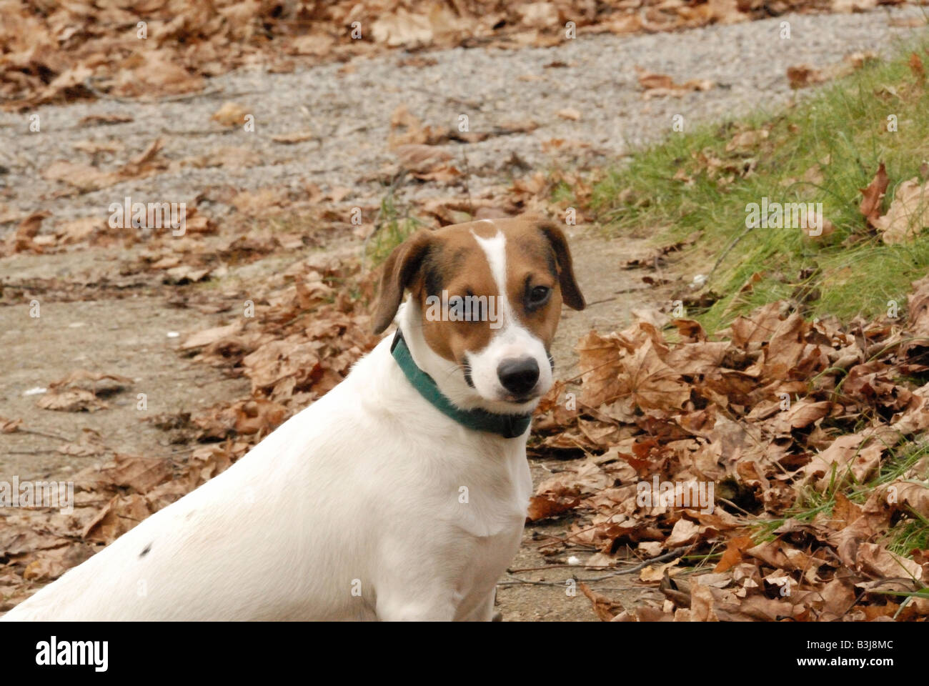 Jack Russel Terrier Foto Stock