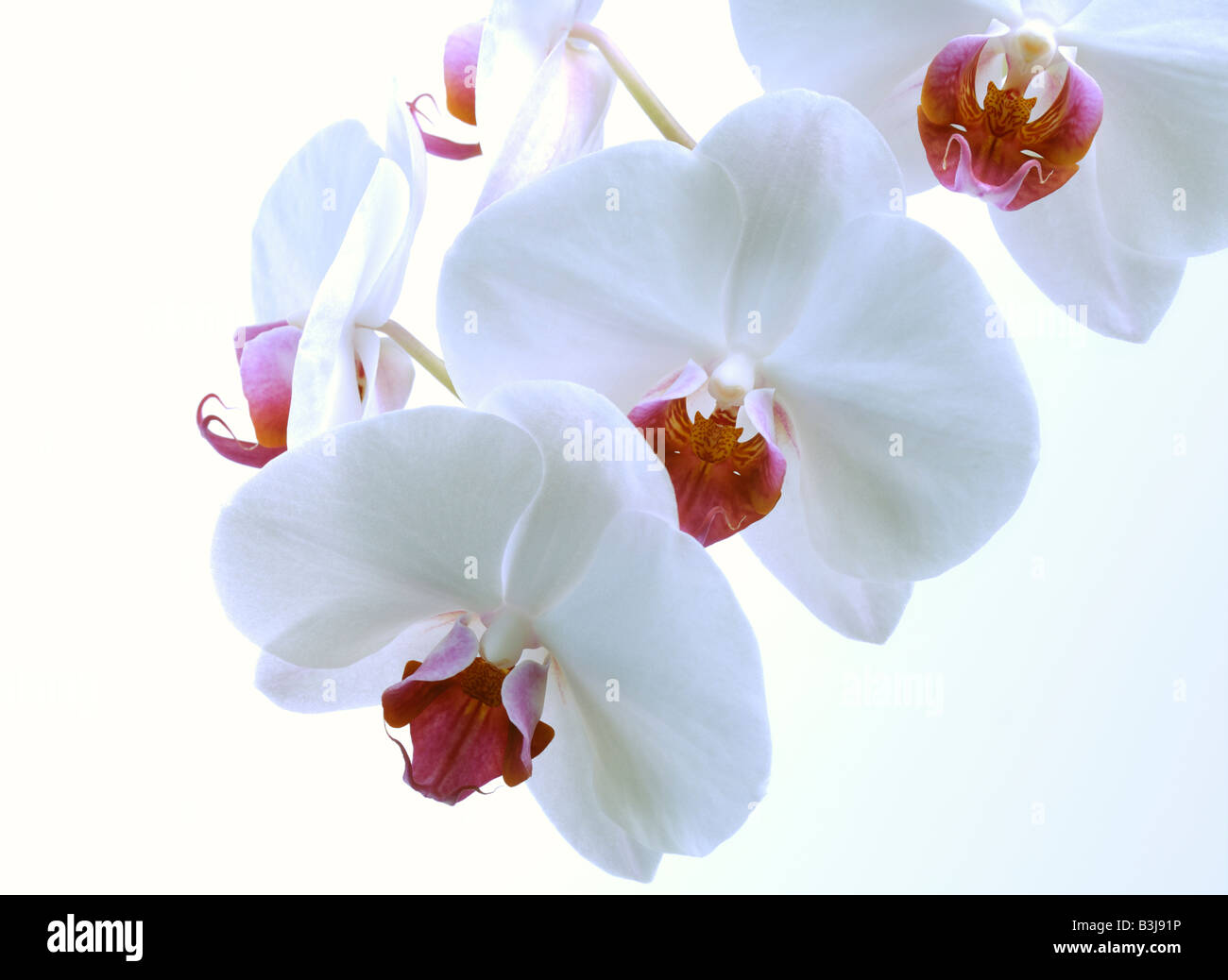 Orchidee bianche Foto Stock