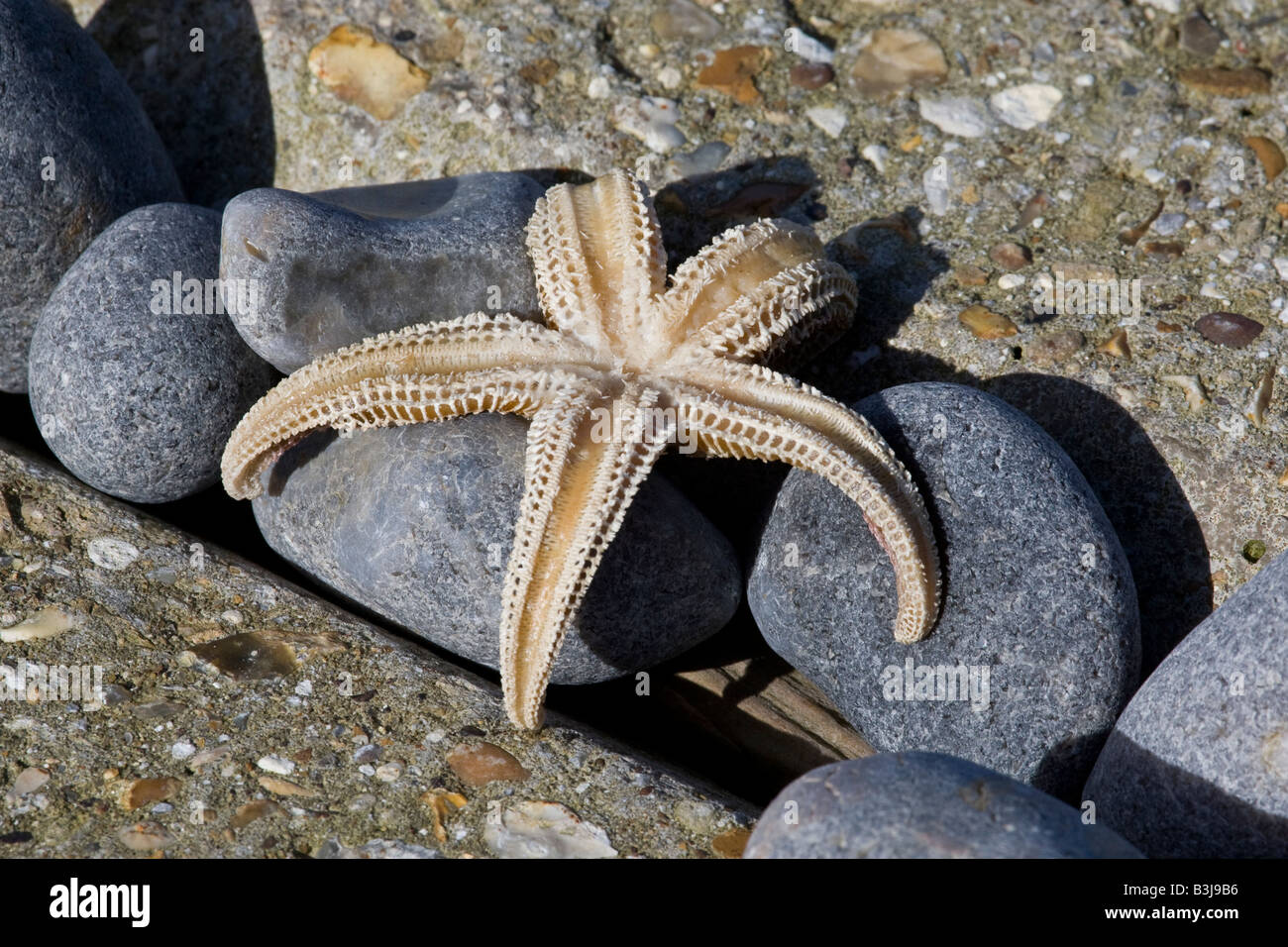 Starfish sulla pavimentazione Foto Stock