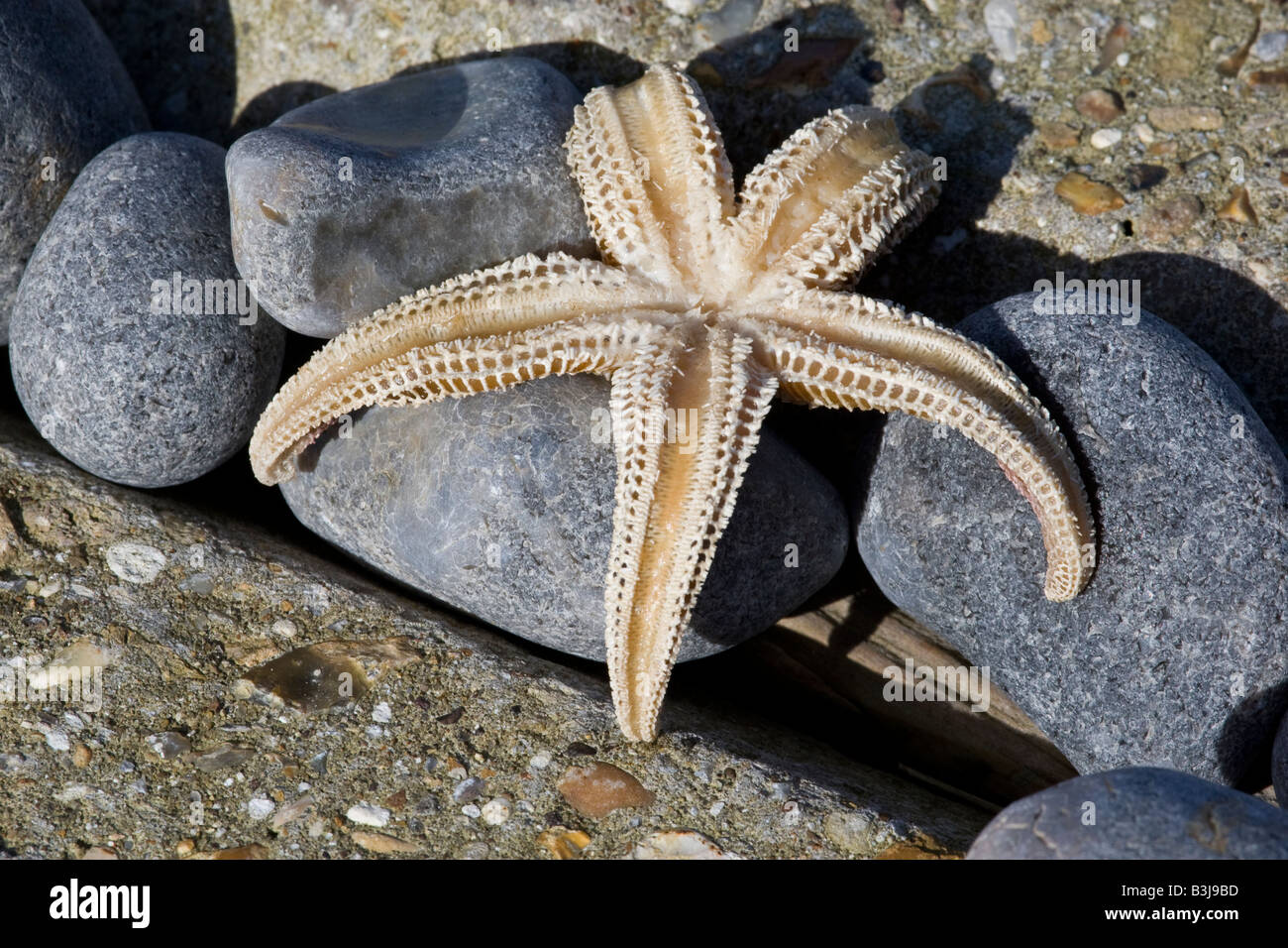 Starfish sulla pavimentazione Foto Stock
