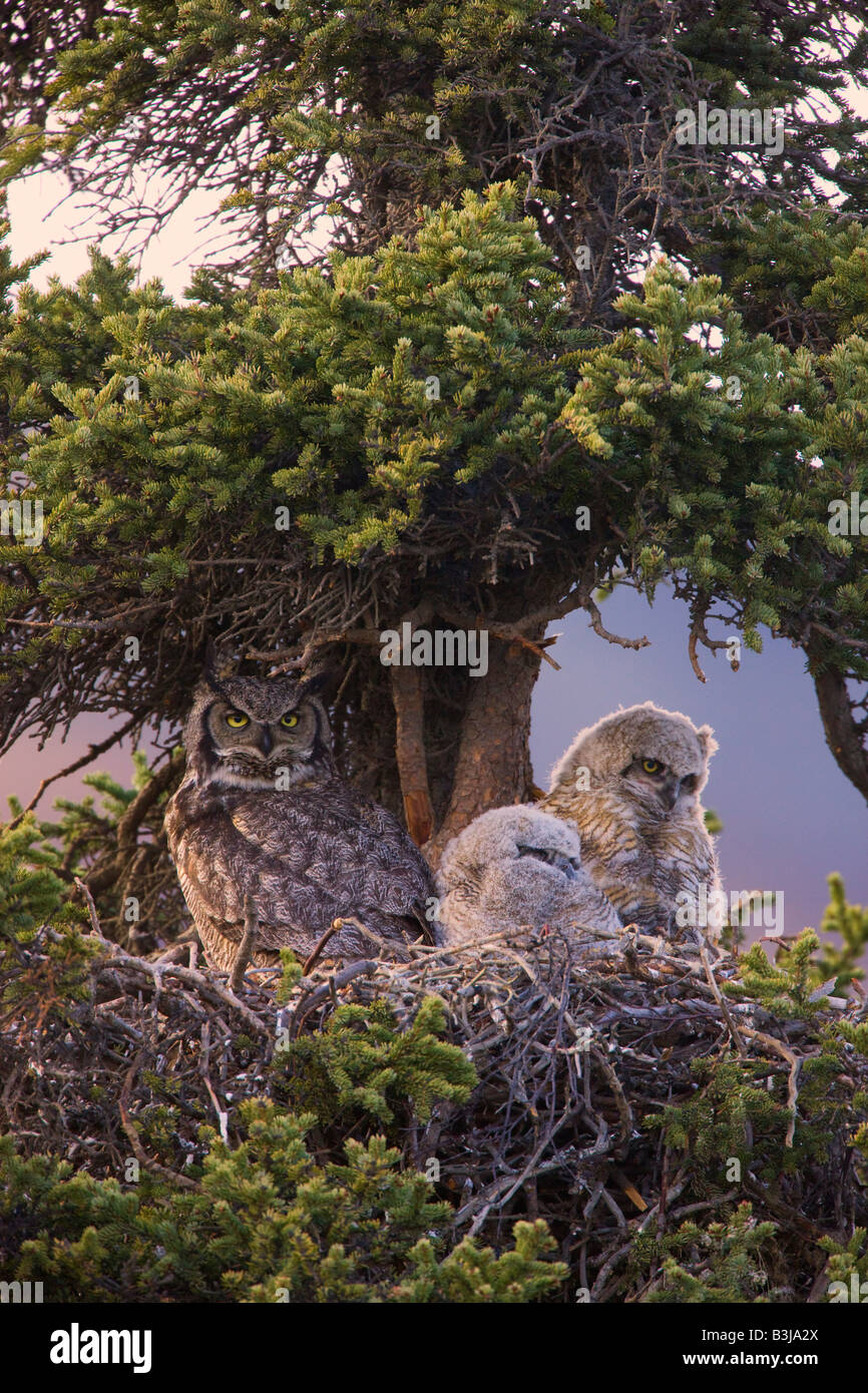 Grande Gufo cornuto nest Parco Nazionale di Denali Alaska Foto Stock