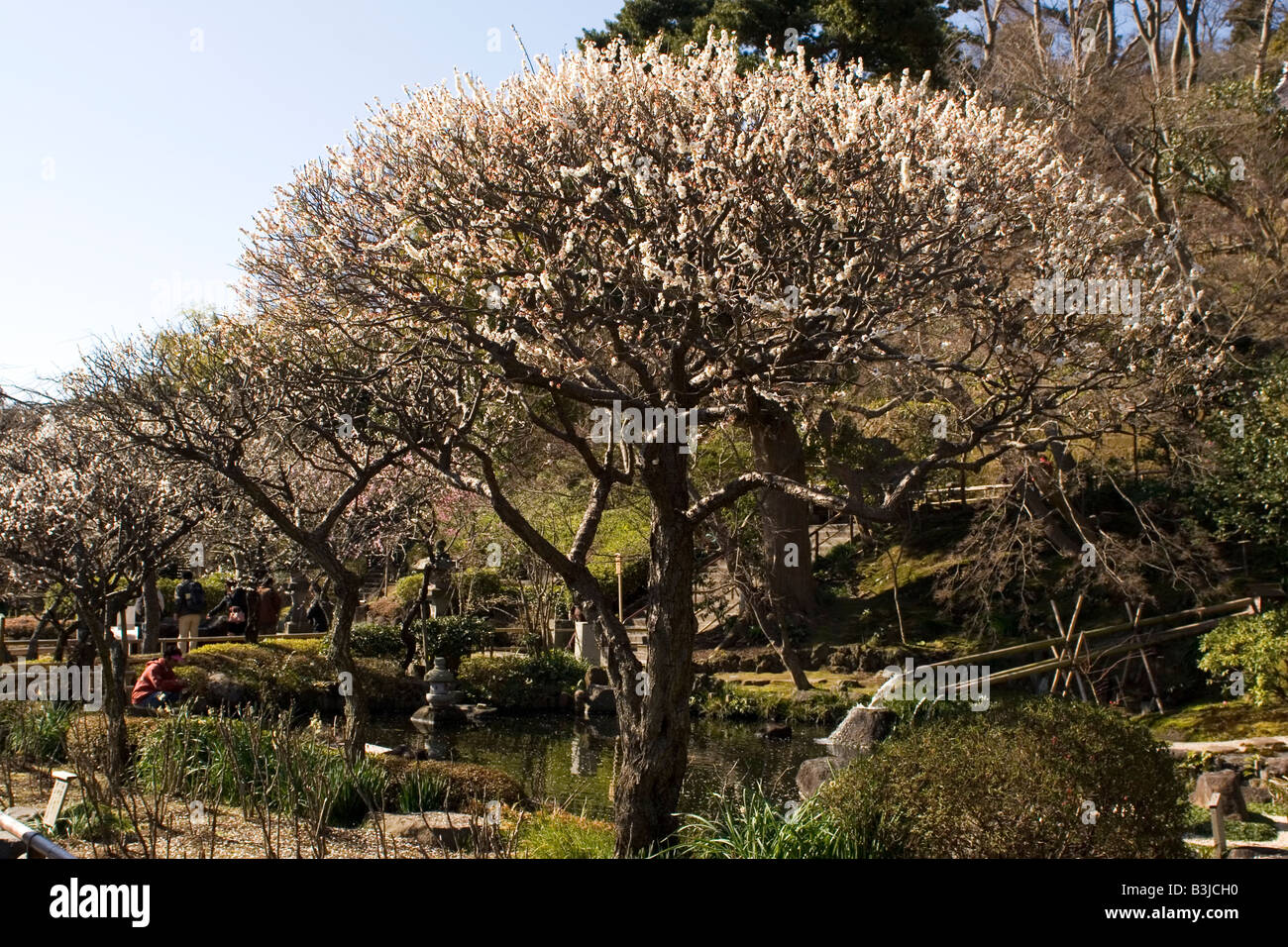 Prugna fiore nel giardino del tempio Hasedera di Kamakura. Foto Stock