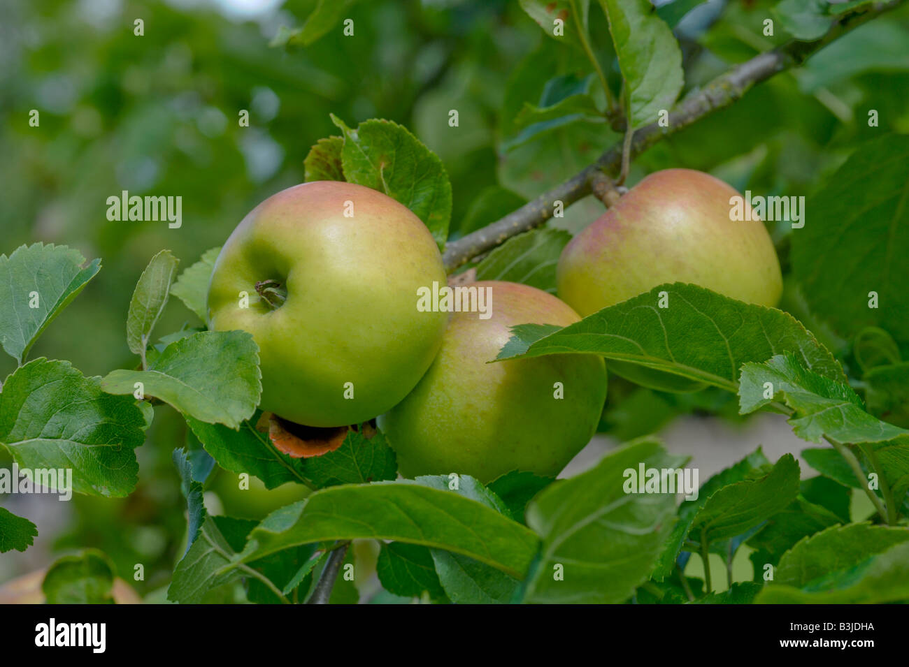 Le mele che crescono in un frutteto in inglese. La varietà è il Castello di Stirling, una vecchia cultivar inglese Foto Stock