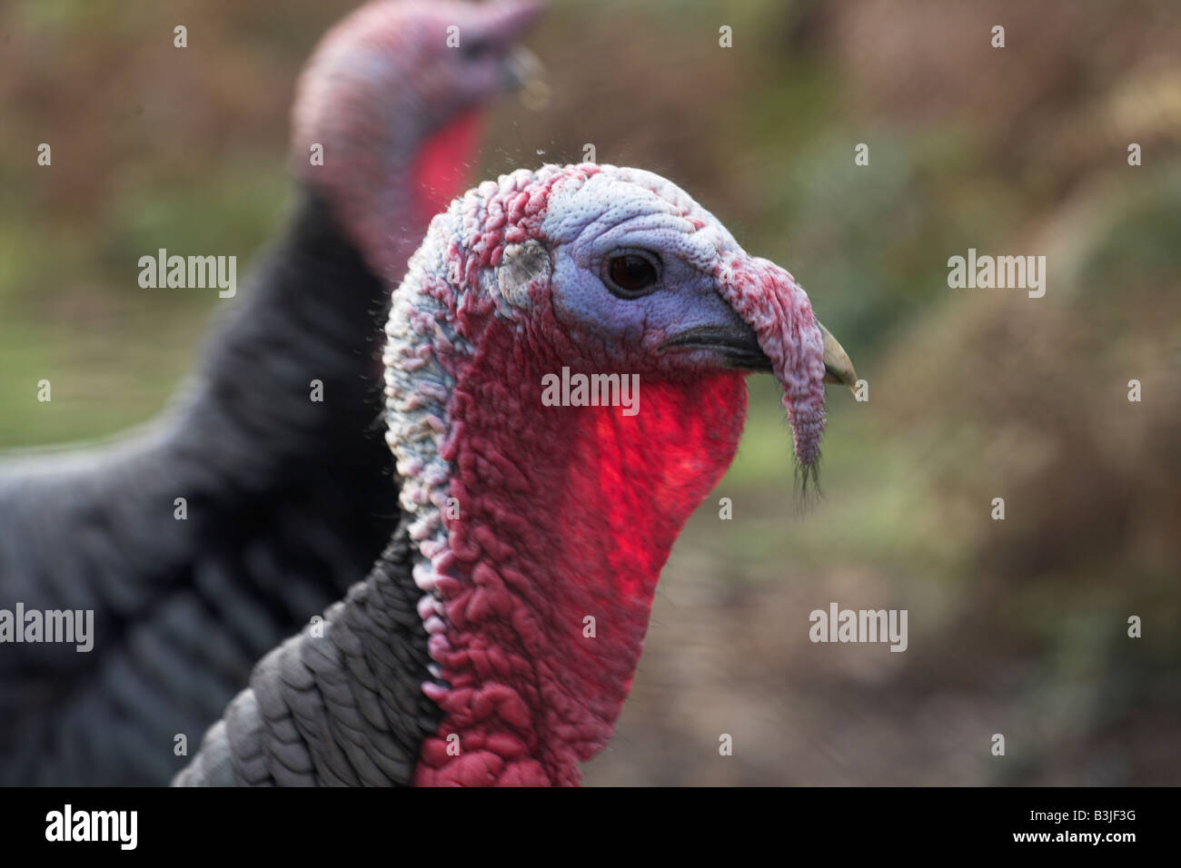 Free range turchia su fattoria St Martin s Isole Scilly REGNO UNITO Foto Stock