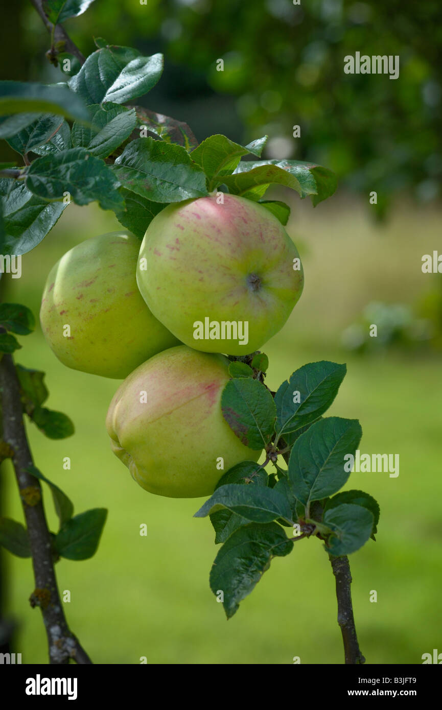 Le mele che crescono in un frutteto in inglese. La varietà è Wormsley Pippin, una vecchia cultivar inglese Foto Stock