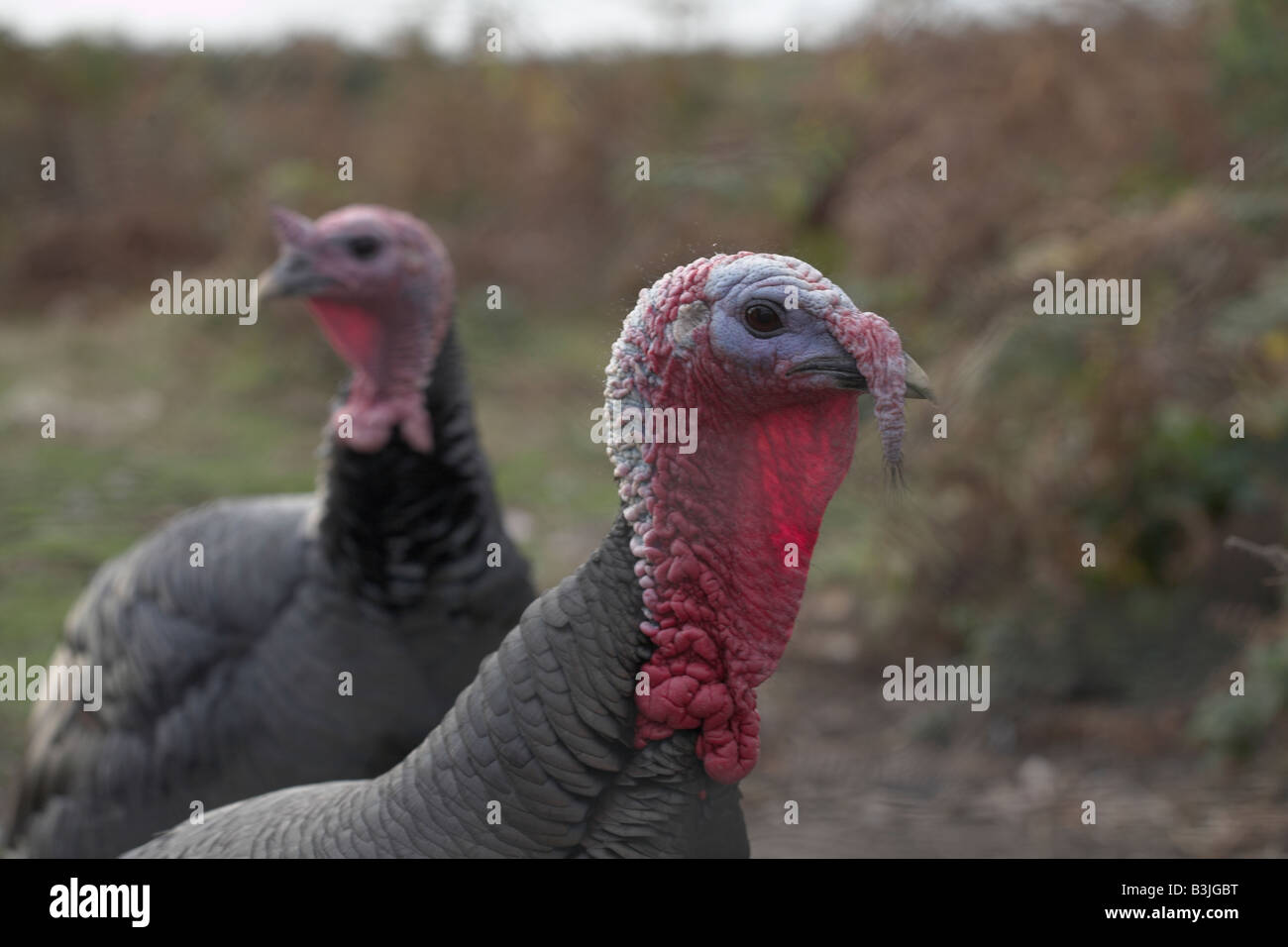 Due Free range tacchini su fattoria St Martin s Isole Scilly REGNO UNITO Foto Stock