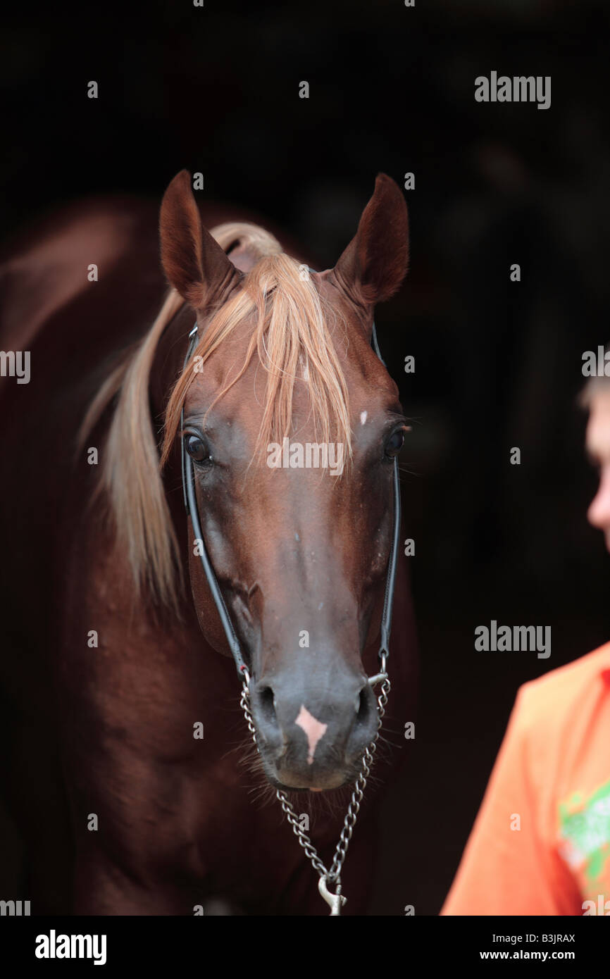 La baia Arabian Horse Foto Stock