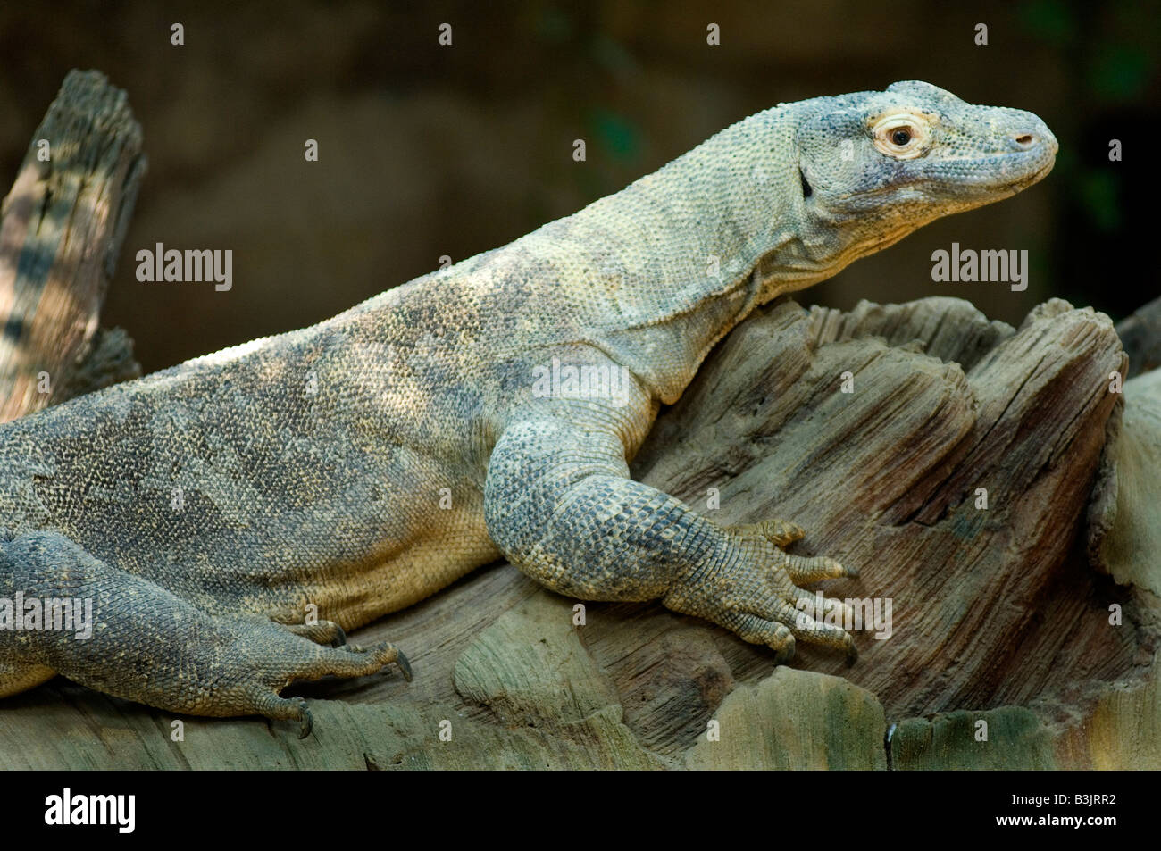 Ritratto di un drago di Komodo Varanus komodoensis Foto Stock