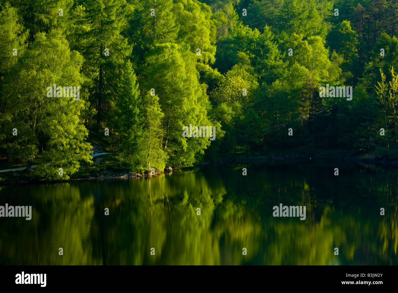 Inghilterra Cumbria Parco Nazionale del Distretto dei Laghi di betulle si riflette in Tarn Hows una popolare attrazione turistica. Foto Stock