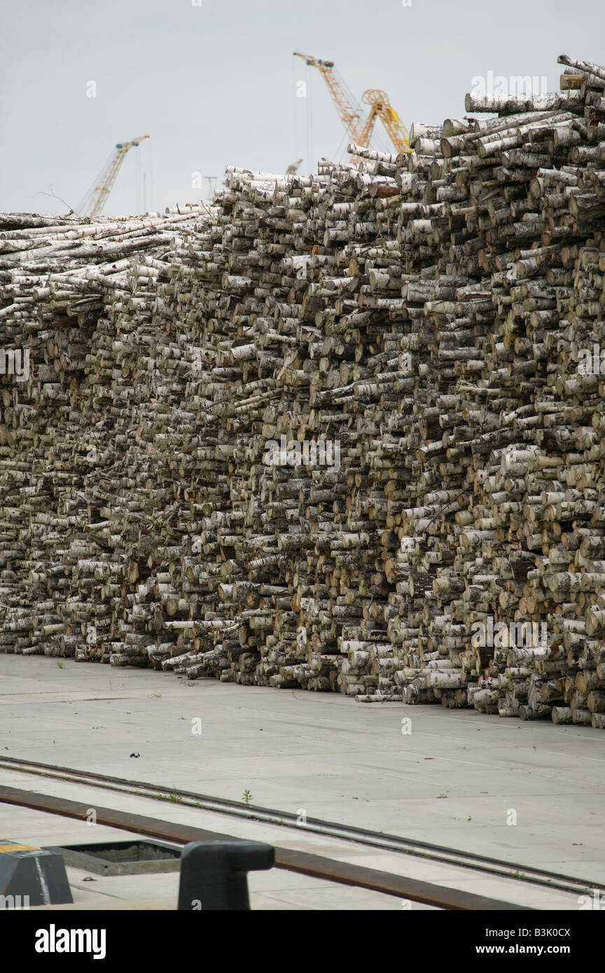 Legno di betulla in attesa di esportazione accatastati sulla banchina nel porto di Klaipeda Lituania Foto Stock