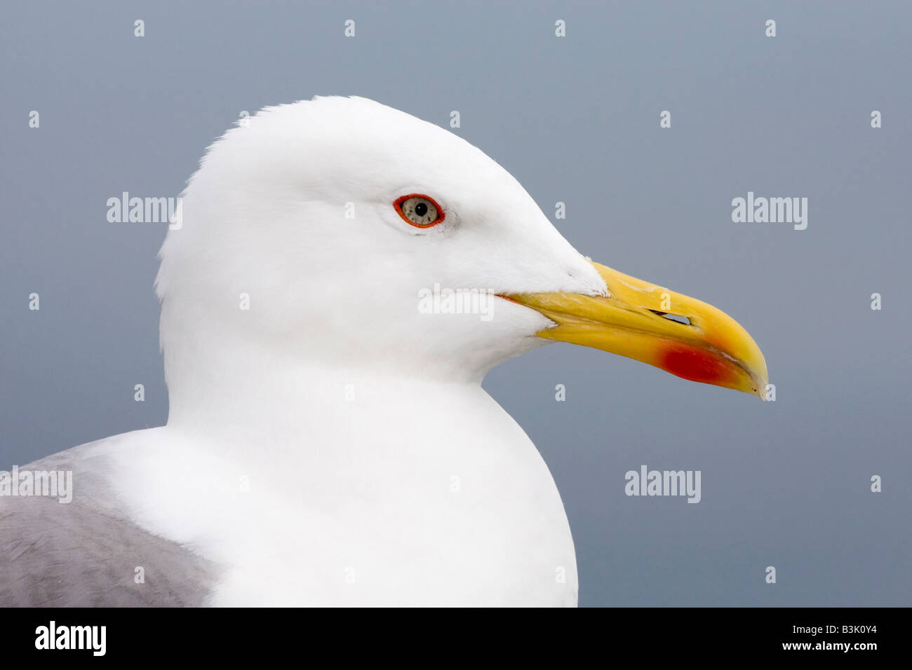 Zampe gialle Gabbiano Foto Stock