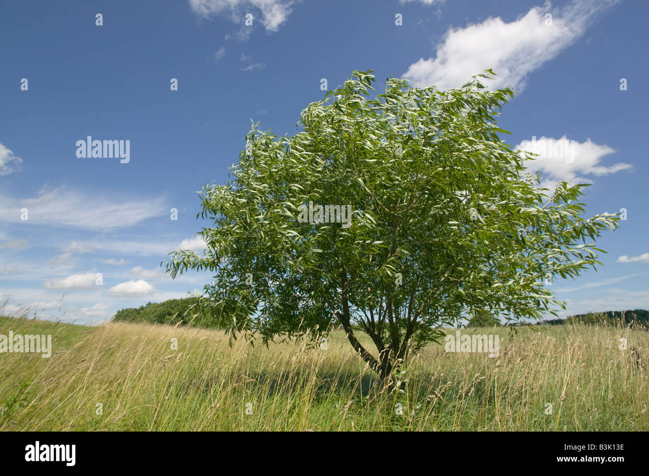 A willow in un albero vicino Alytus sudest della Lituania Foto Stock