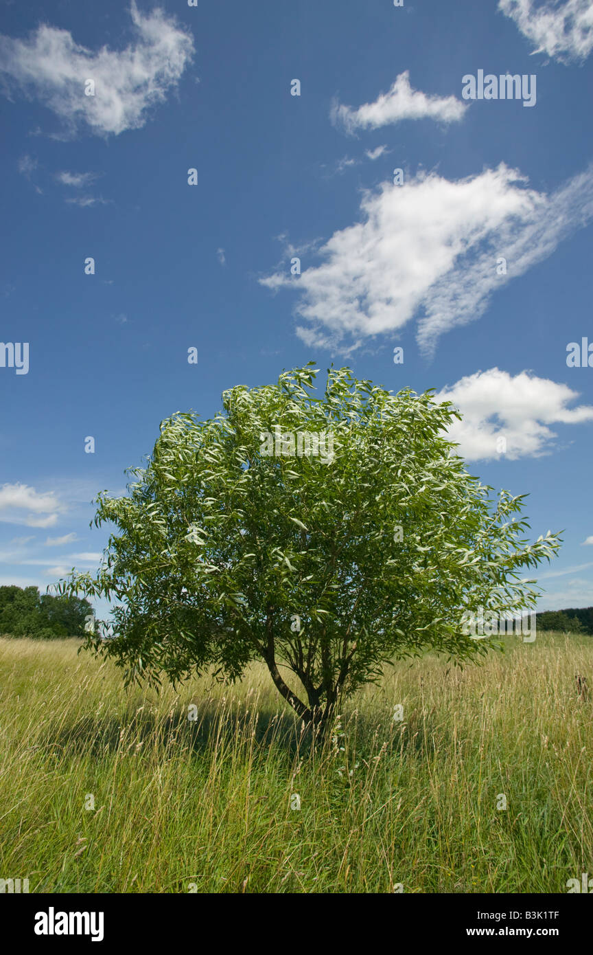 A willow in un albero vicino Alytus sudest della Lituania Foto Stock