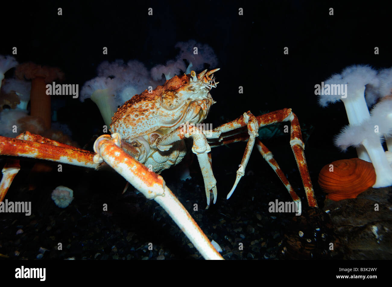 Giapponese granseola Macrocheira kaempferi captive Foto Stock