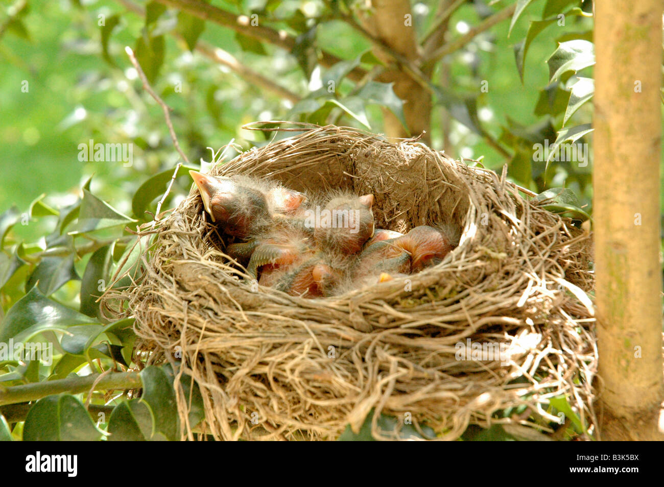 Hatchling uccelli baby nel nido Foto Stock
