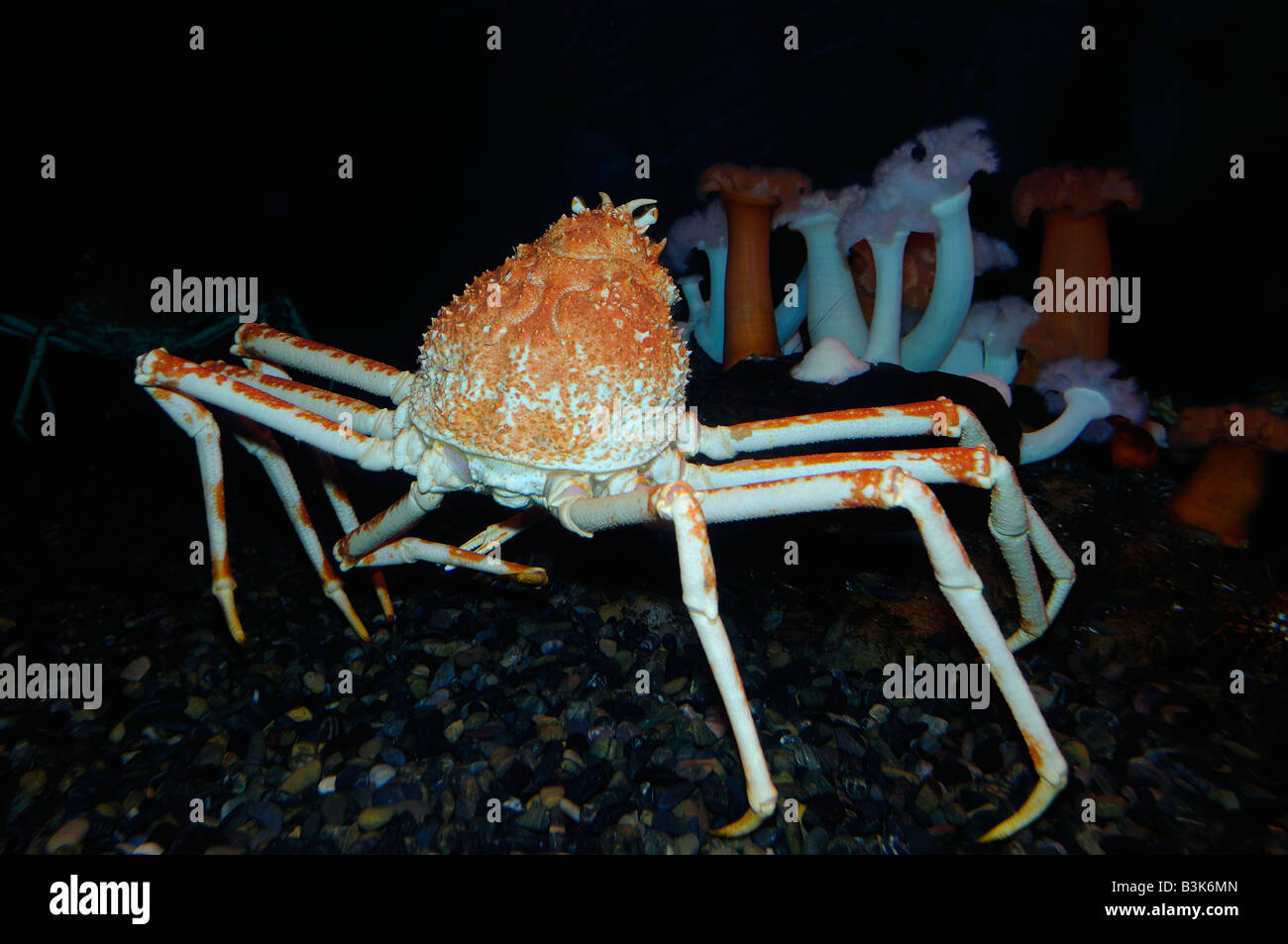 Giapponese granseola Macrocheira kaempferi captive Foto Stock