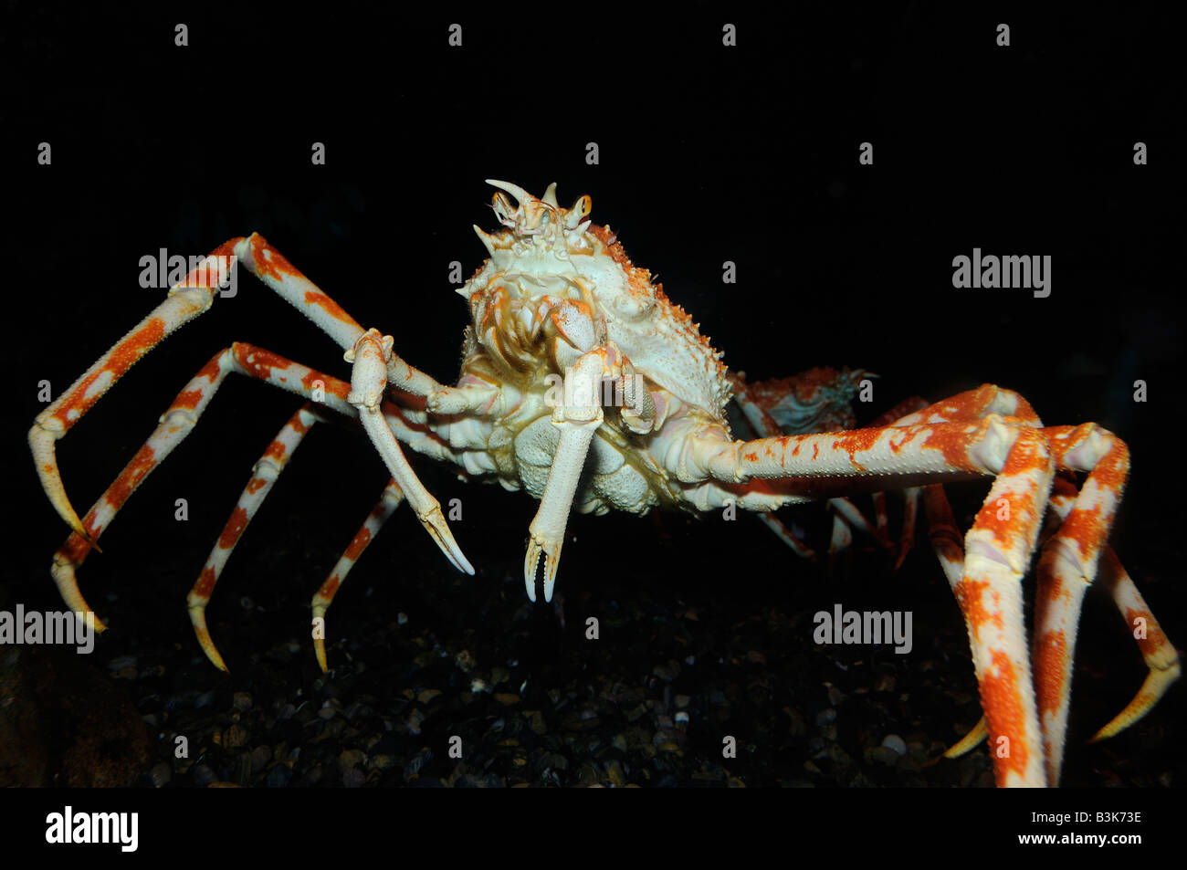 Giapponese granseola Macrocheira kaempferi captive Foto Stock