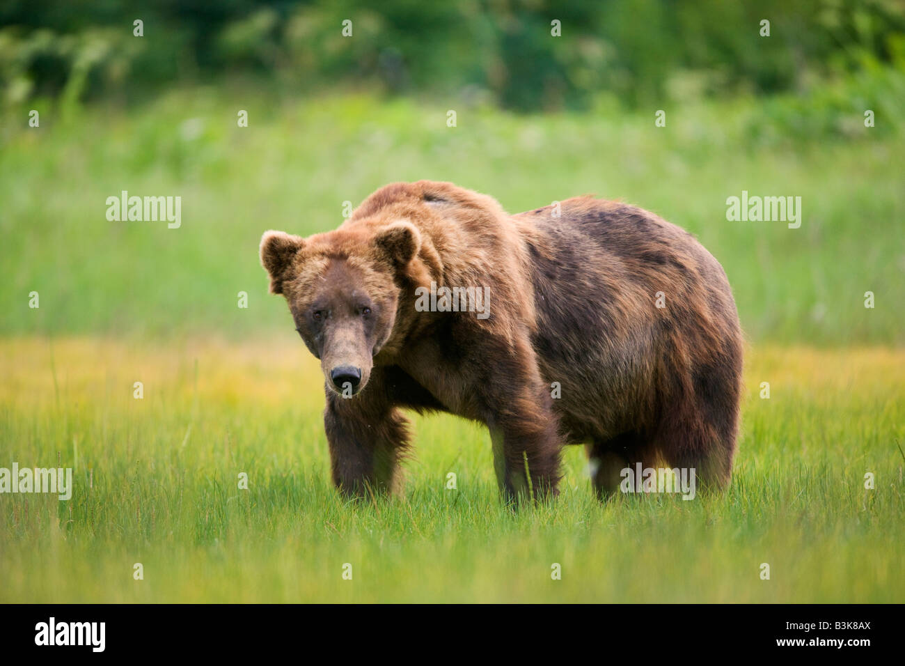 Un marrone o Orso grizzly cinghiale il Parco Nazionale del Lago Clark Alaska Foto Stock