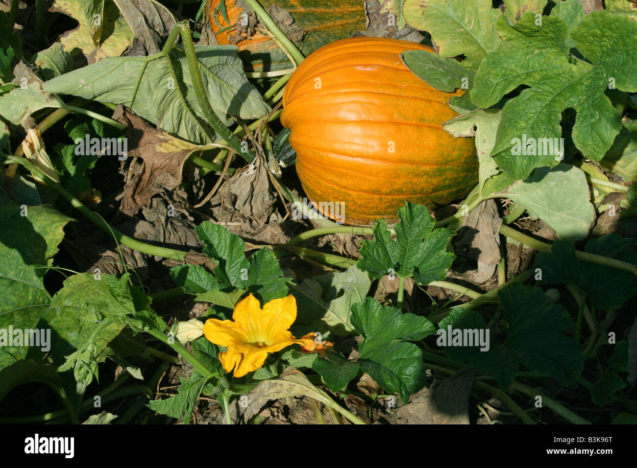 Zucca e fiori di zucca Foto Stock