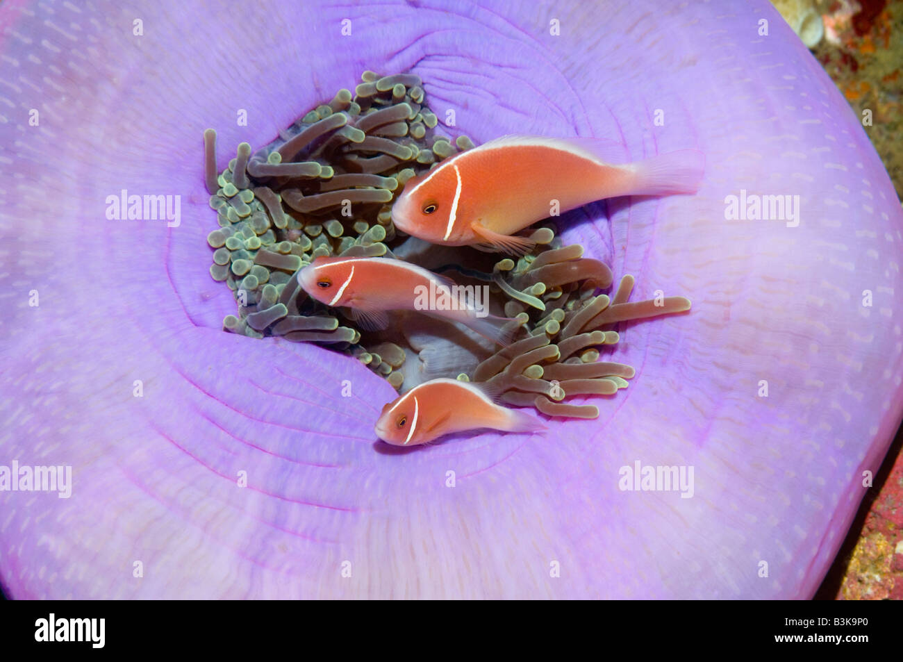 Pink anemonefish Amphiprion perideraion su metà chiusa anemone Lembeh strait Nord Sulawesi Indonesia Foto Stock