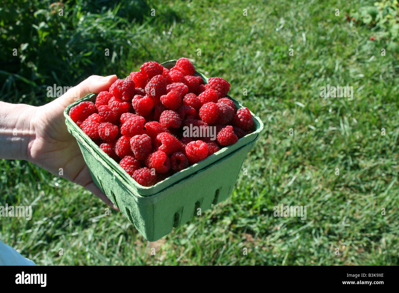 La raccolta dei lamponi a frutteto, s Michigan STATI UNITI D'AMERICA da Carol Dembinsky/Dembinsky Foto Assoc Foto Stock