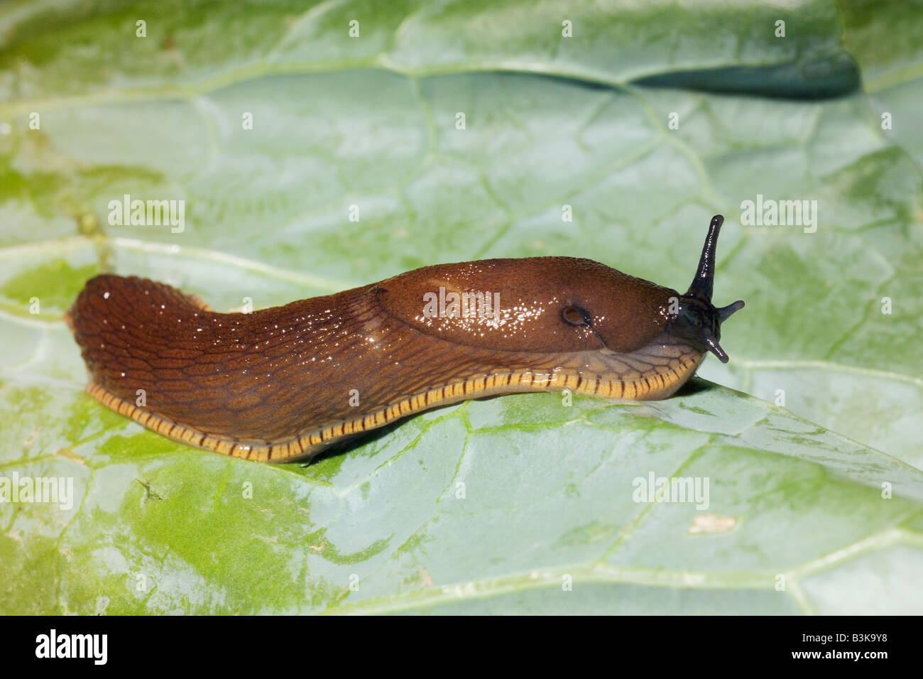 Nero europeo slug Arion ater Foto Stock