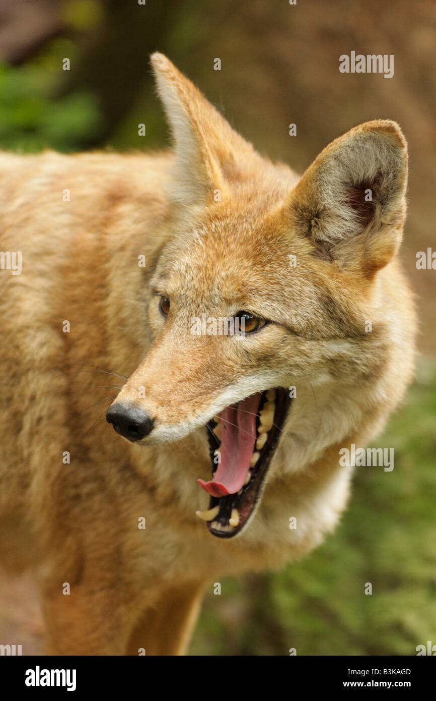 Closeup ritratto di coyote nota Captive oggetto Foto Stock