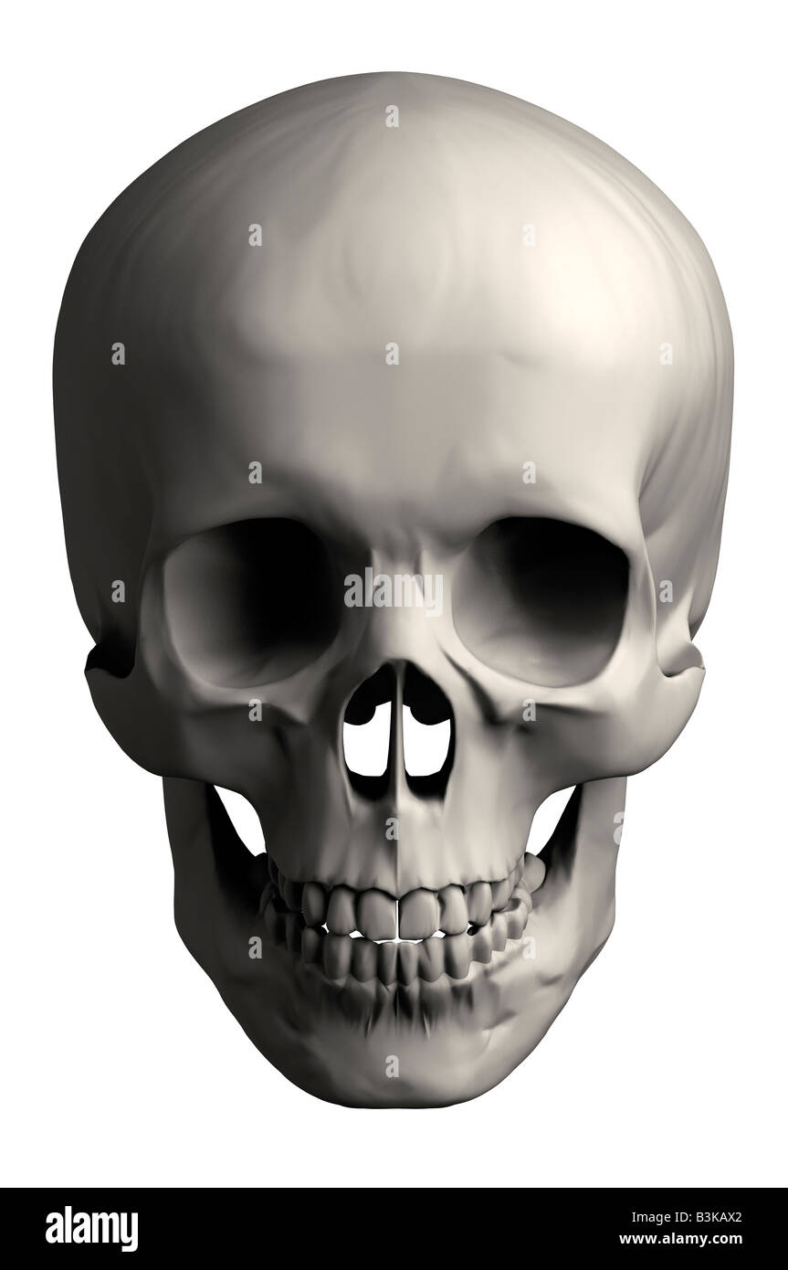 Cranio umano vista frontale Foto Stock