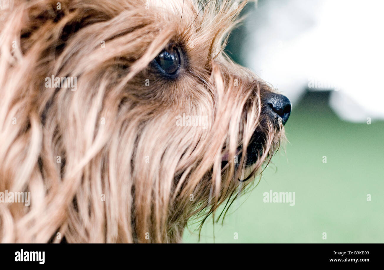 Profilo di Yorkshire Terrier Foto Stock