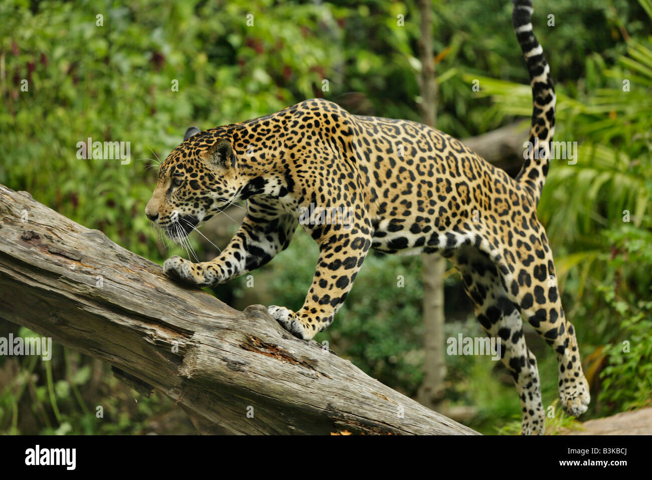 Jaguar saltando sul log in foresta-Note-Captive oggetto. Foto Stock