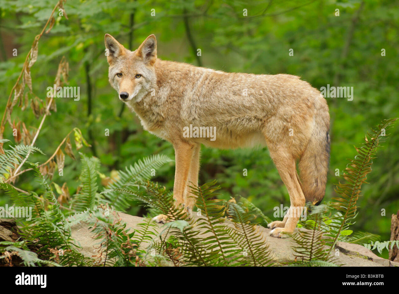 Coyote sul log in foresta nota Captive oggetto Foto Stock