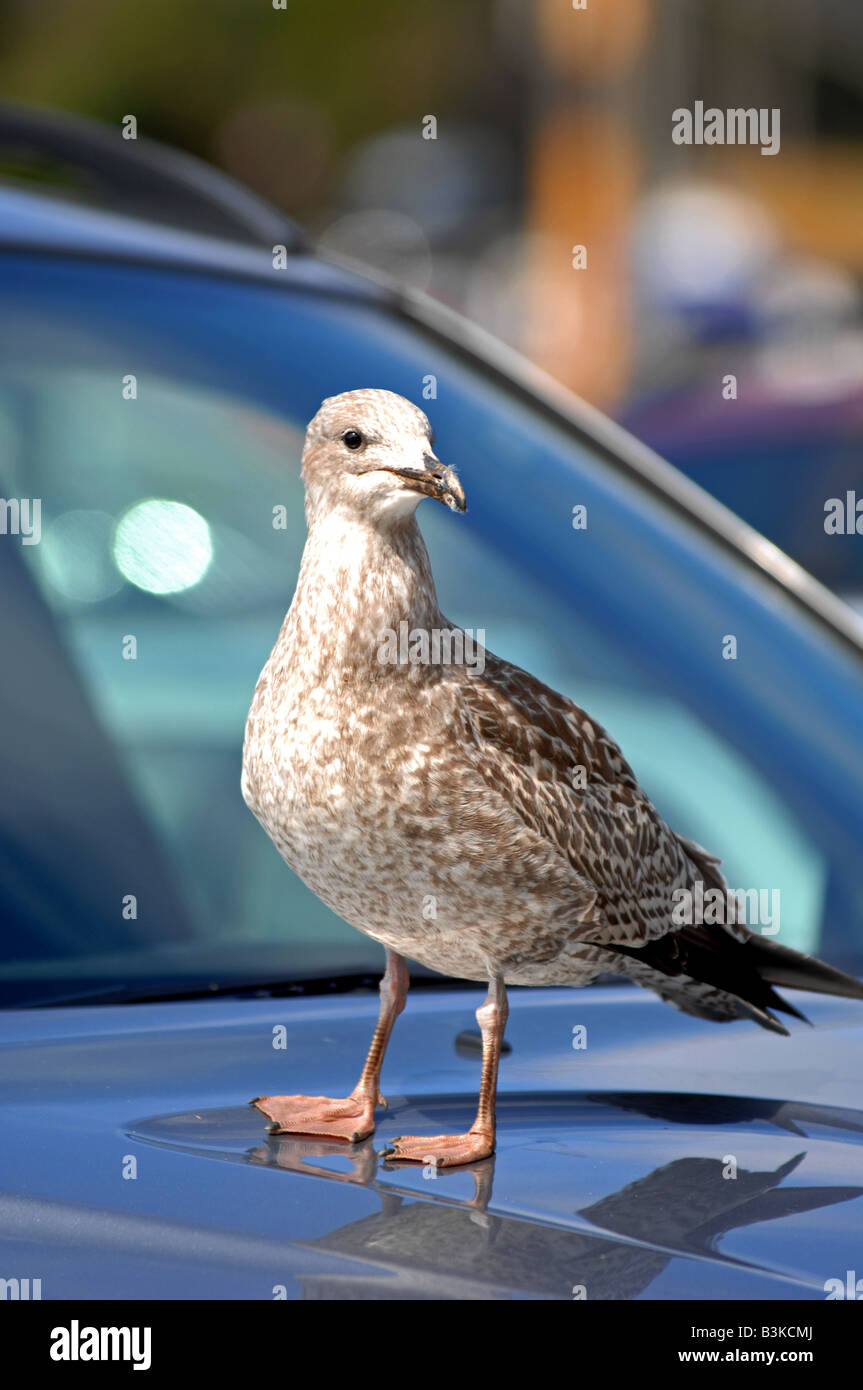 Seagull in piedi su una macchina Foto Stock