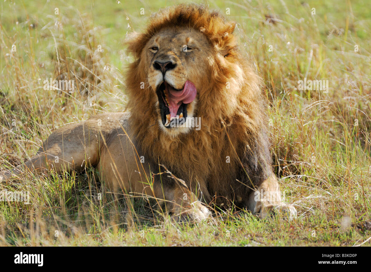 African Lion Panthera leo sbadiglia maschio Masai Mara Kenya Africa Foto Stock