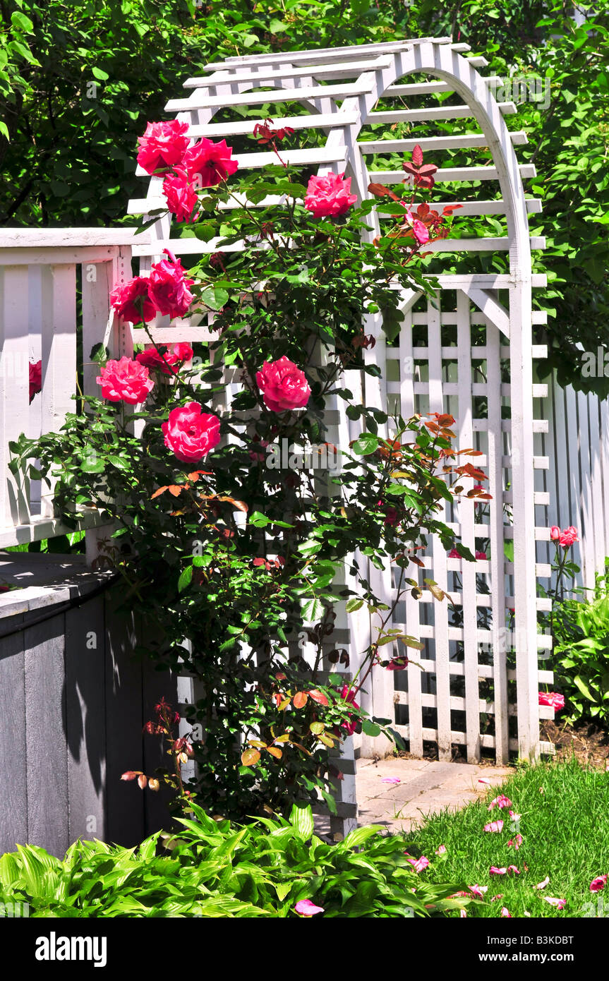 Arbor bianco con Red Rose in fiore in un giardino Foto Stock