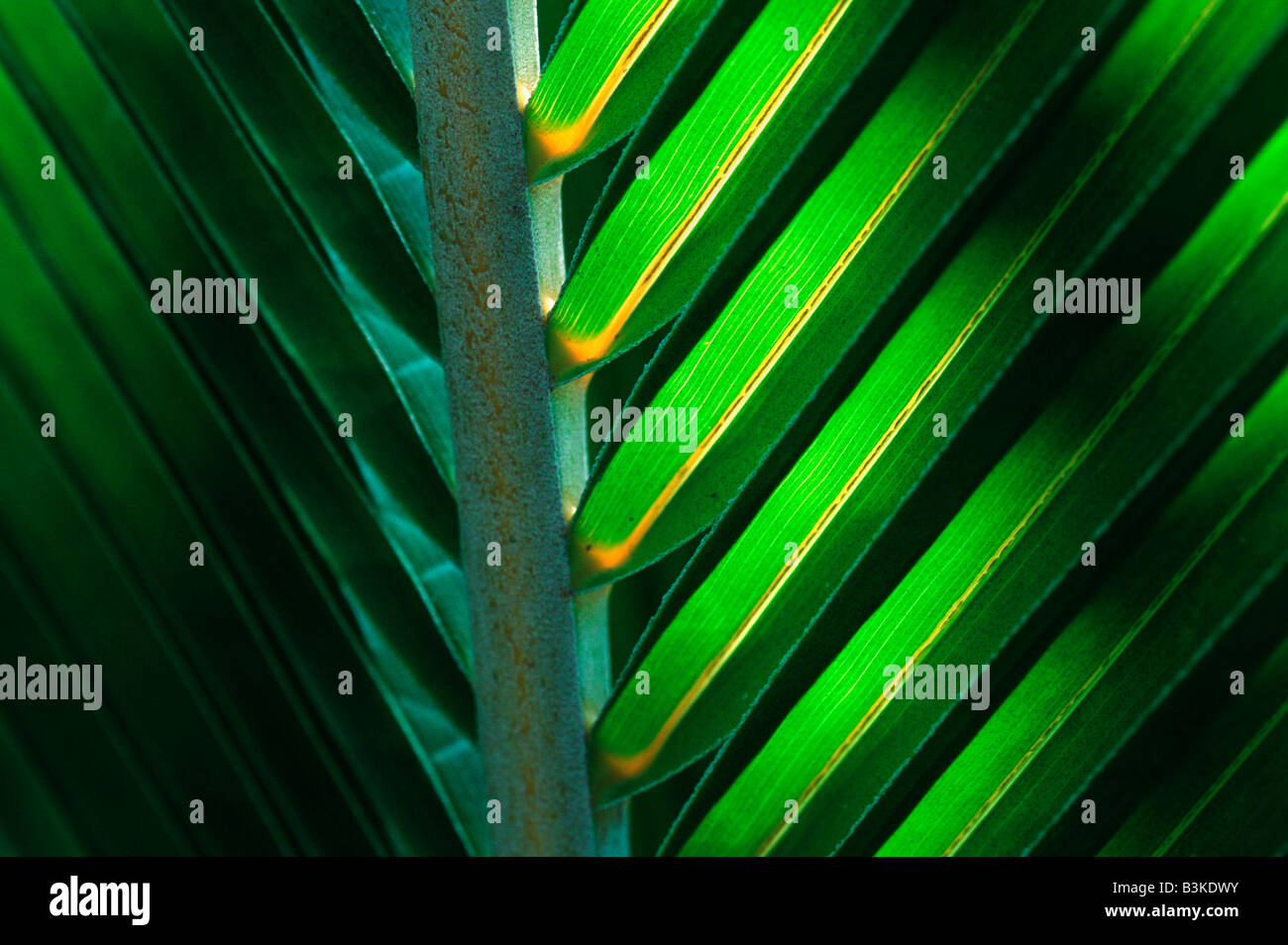 Palm frond Tanzania Africa Foto Stock