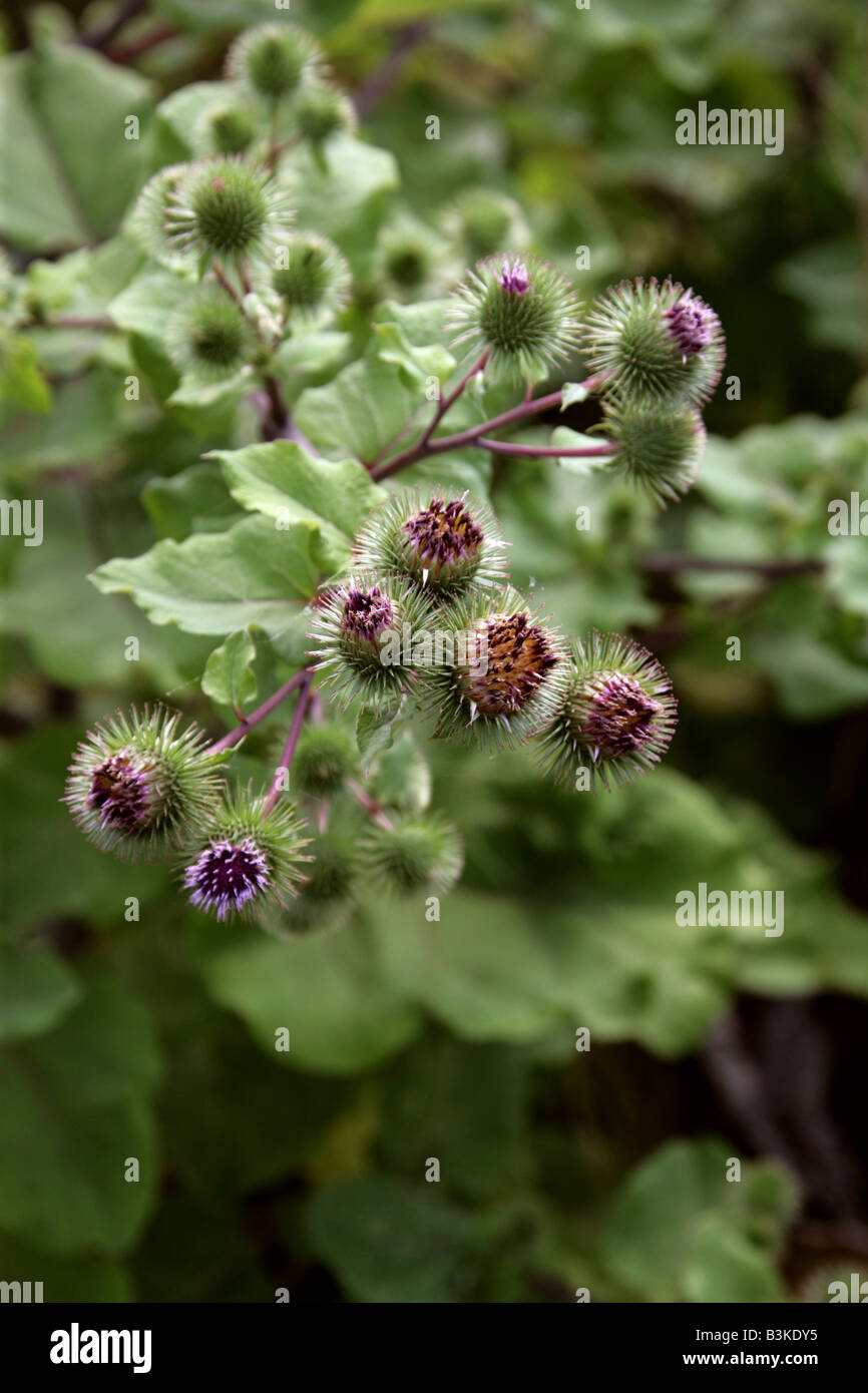 Minor Bardana Arctium minus Asteraceae aka Burweed, pidocchio-bur, e Button-bur Foto Stock