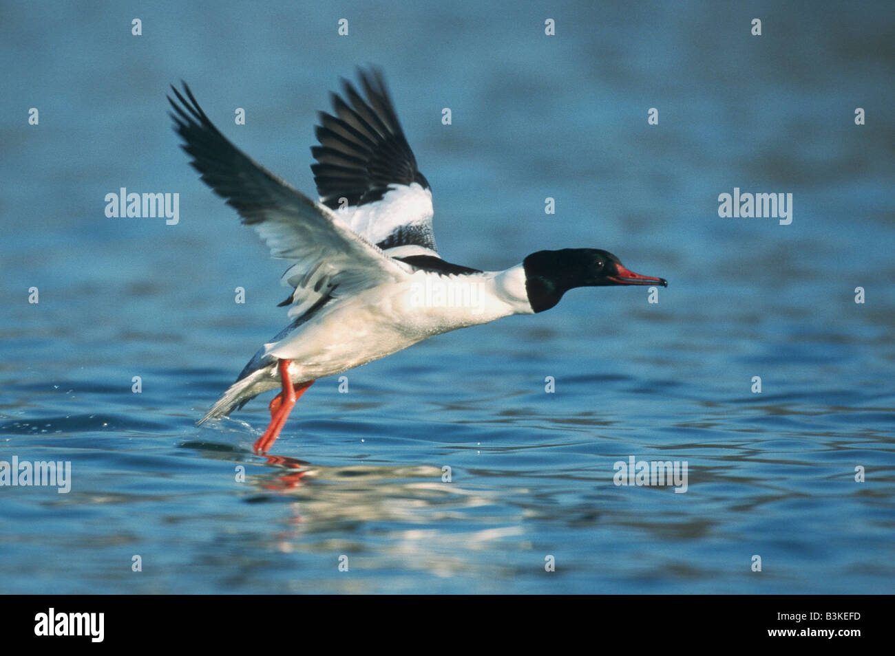 Common Merganser Mergus merganser femmina di decollare Argau svizzera Foto Stock