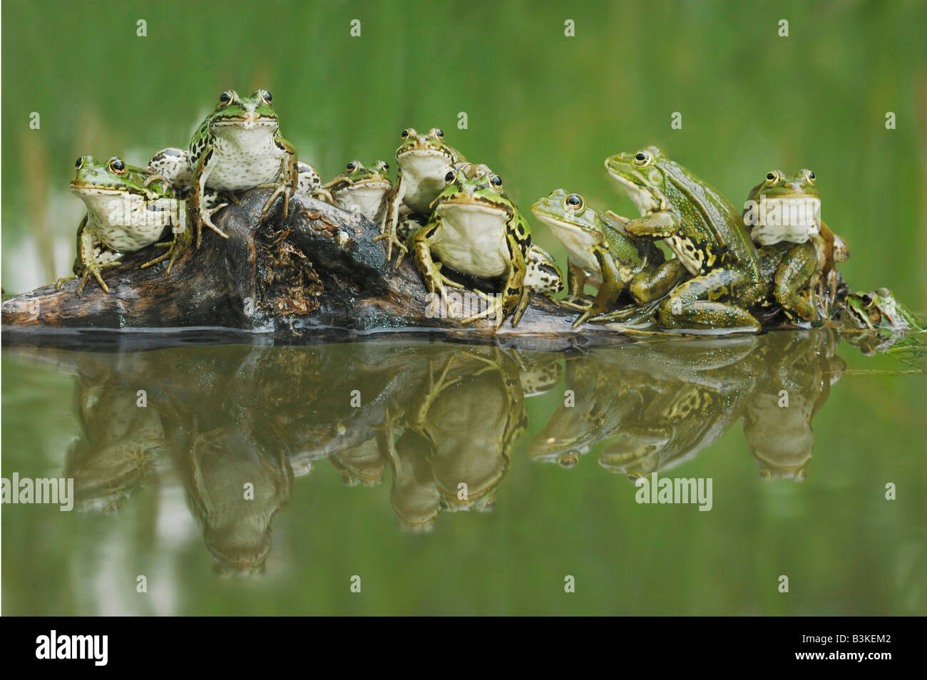 Rana verde Rana esculenta adulti sul log in Svizzera Foto Stock