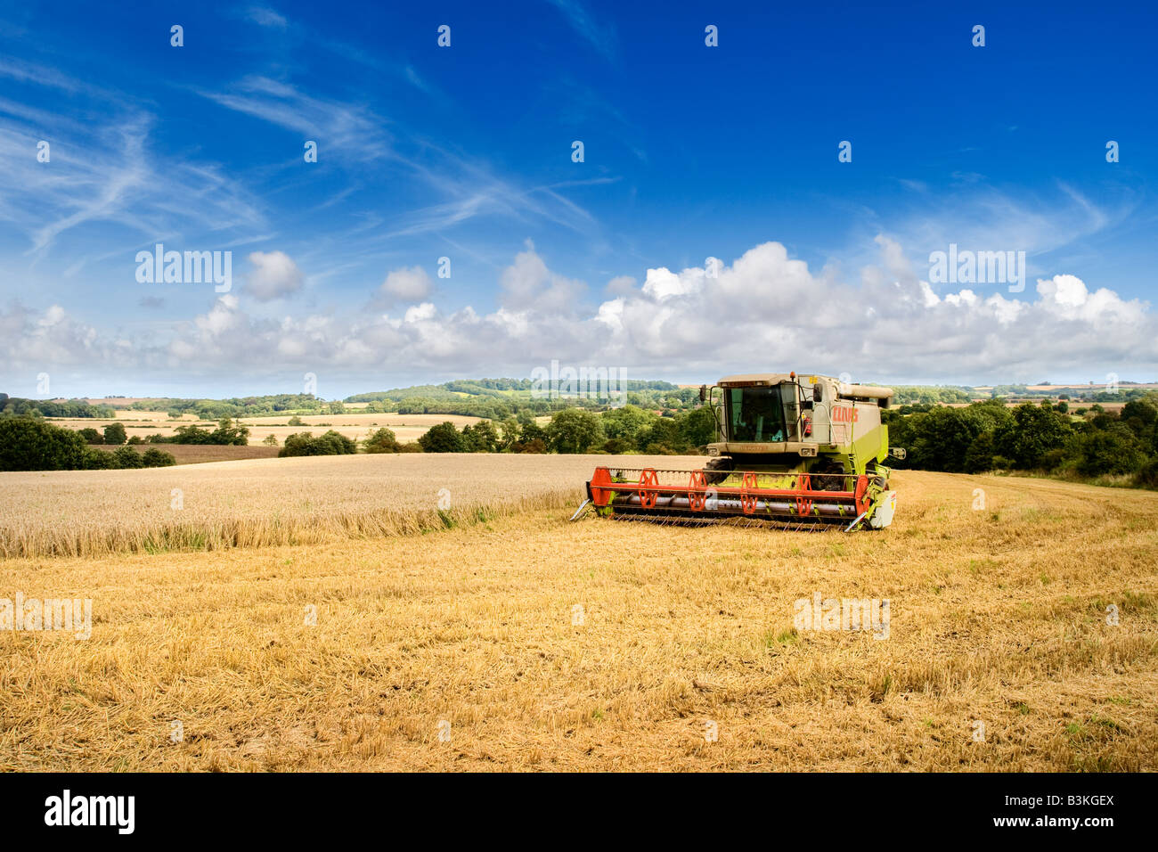 Paesaggio Regno Unito. Campo di grano a fine estate con mietitrebbia, coltivazione nel Lincolnshire Wolds, Regno Unito Foto Stock