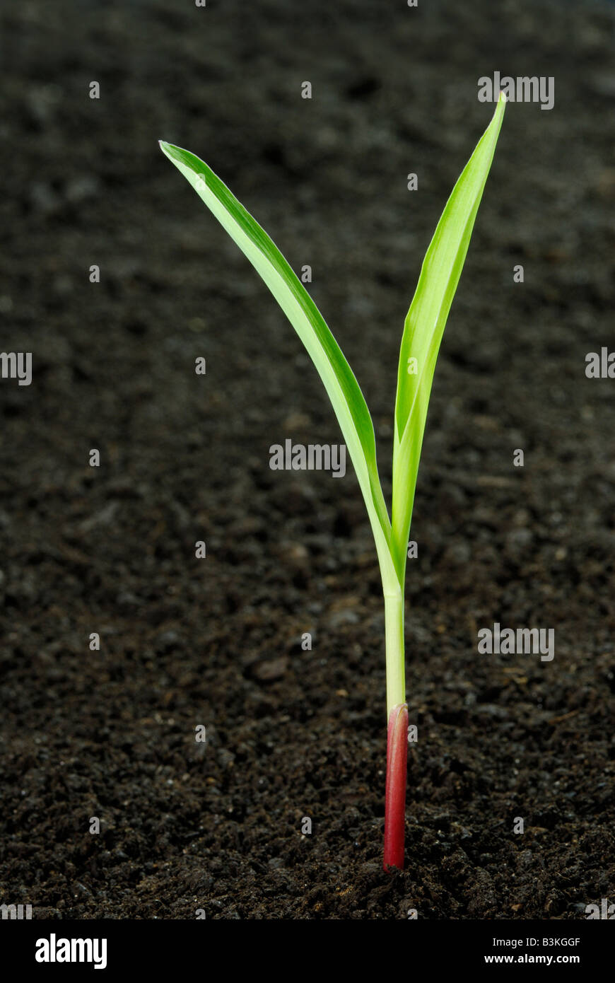 Il mais Zea mays seedling emergente dal terreno scuro la pianta è di 1 a 2 settimane Foto Stock