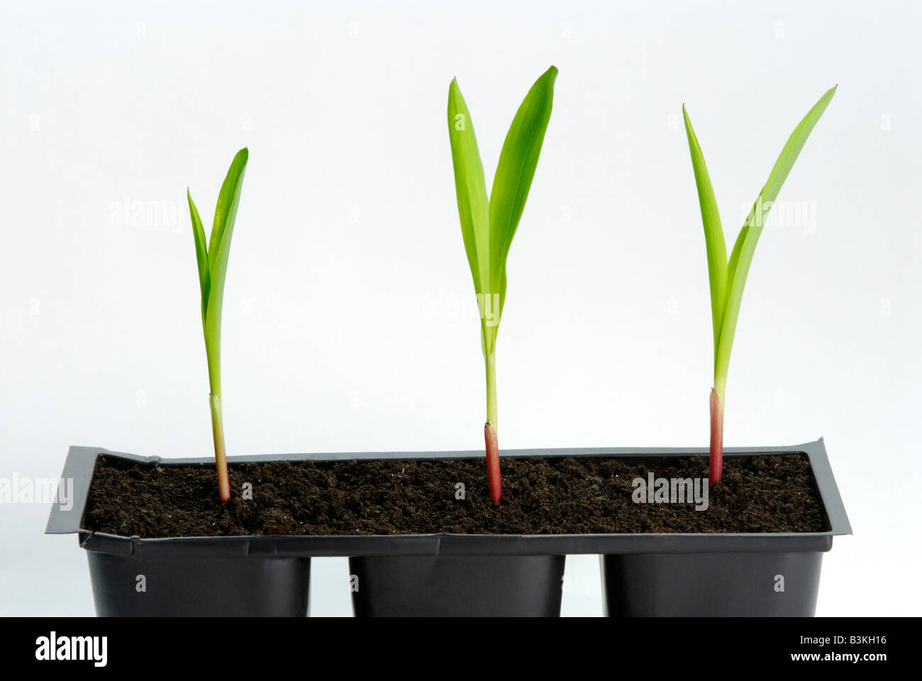 Il mais Zea mays Piantine appartamenti le piante sono 1-2 settimane Foto Stock