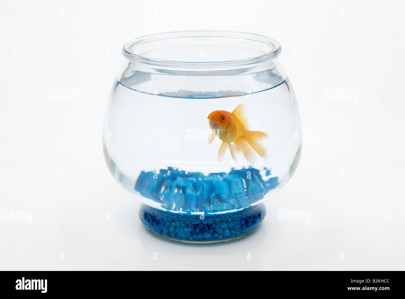 Un fantailed goldfish, Carassius auratus, nuota in una ciotola Foto Stock